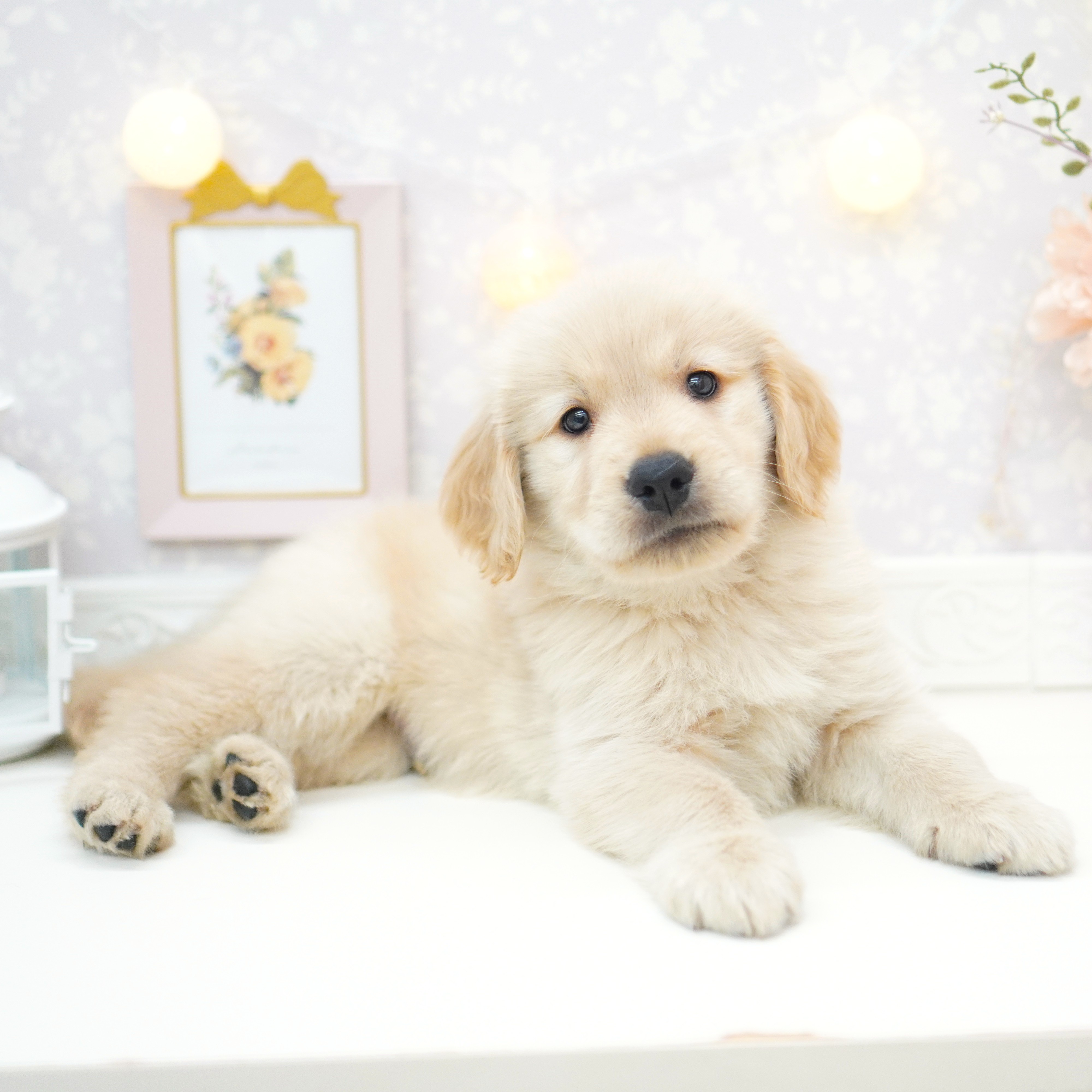 富山県のゴールデンレトリバー (犬の家＆猫の里富山店/2025年8月1日生まれ/男の子/ゴールデン)の子犬の4枚目の画像