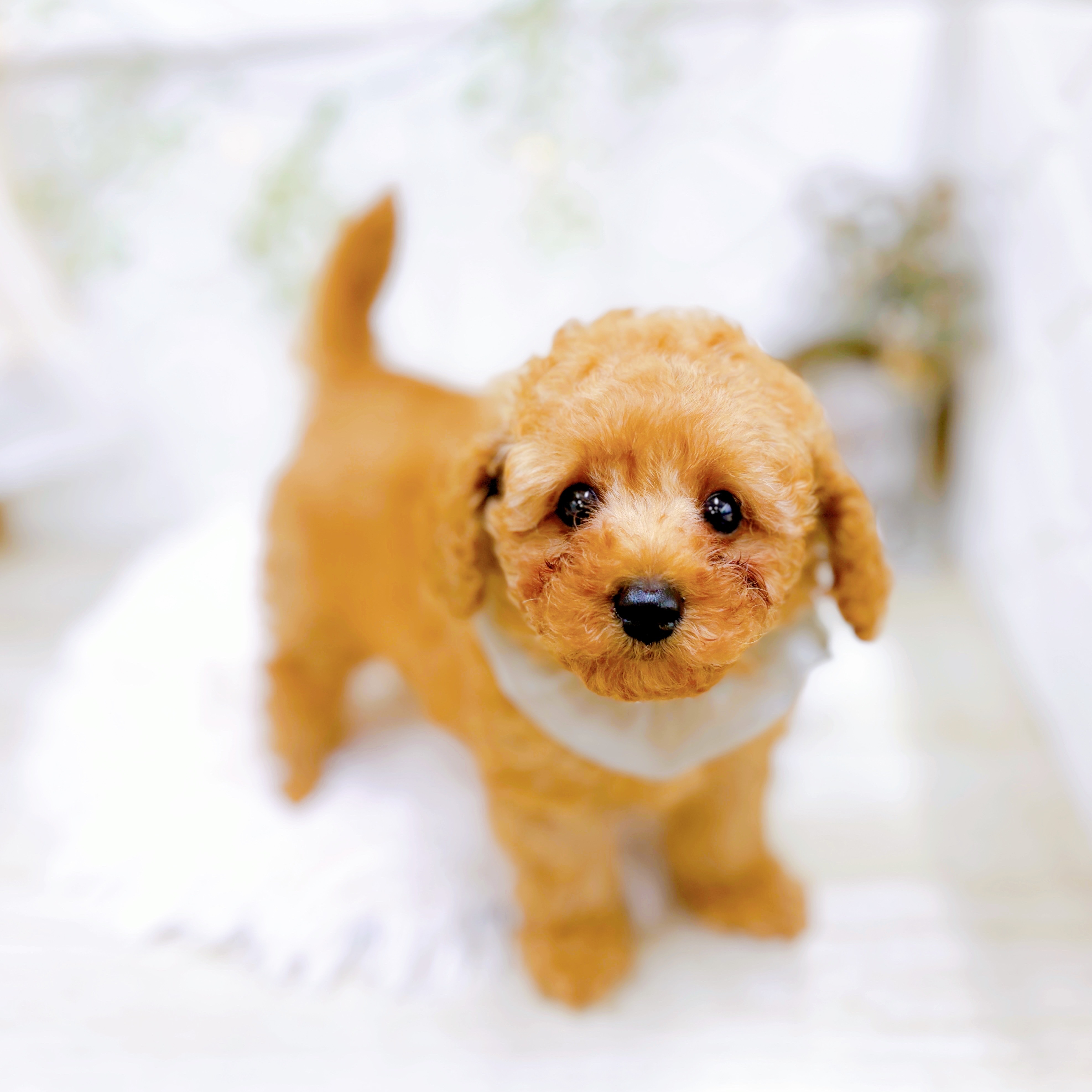 福井県のトイプードル(トイ) (犬の家＆猫の里アミーゴ福井店/2025年8月1日生まれ/男の子/レッド)の子犬の4枚目の画像