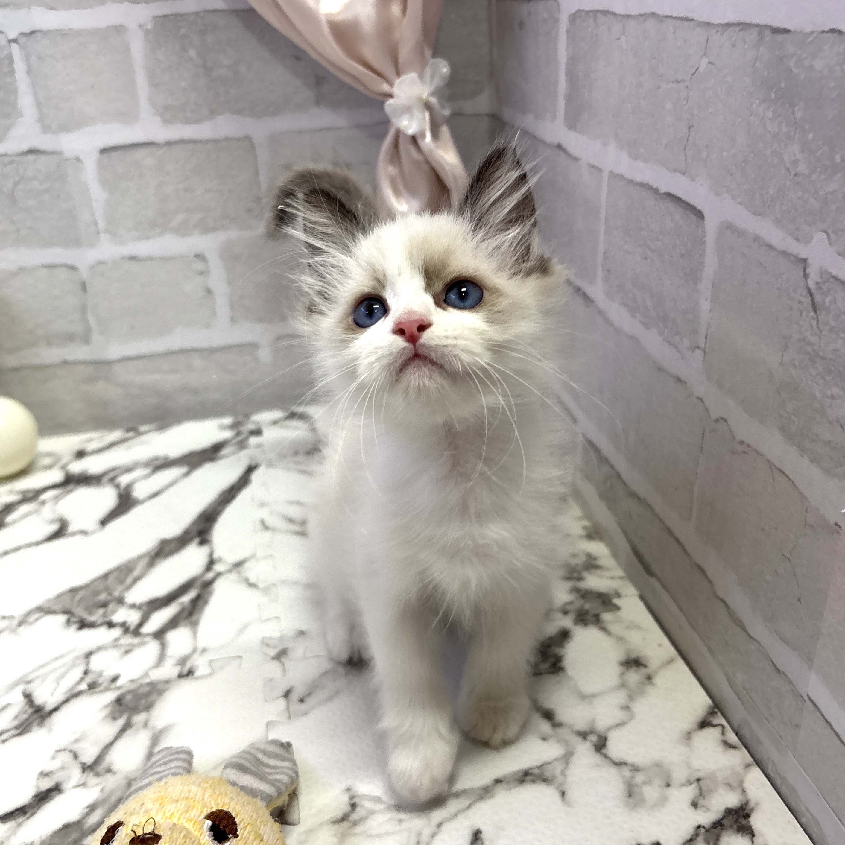 愛知県のラグドール (犬の家＆猫の里岡崎店/2025年7月22日生まれ/男の子/シールポイントバイカラー)の子猫の4枚目の画像