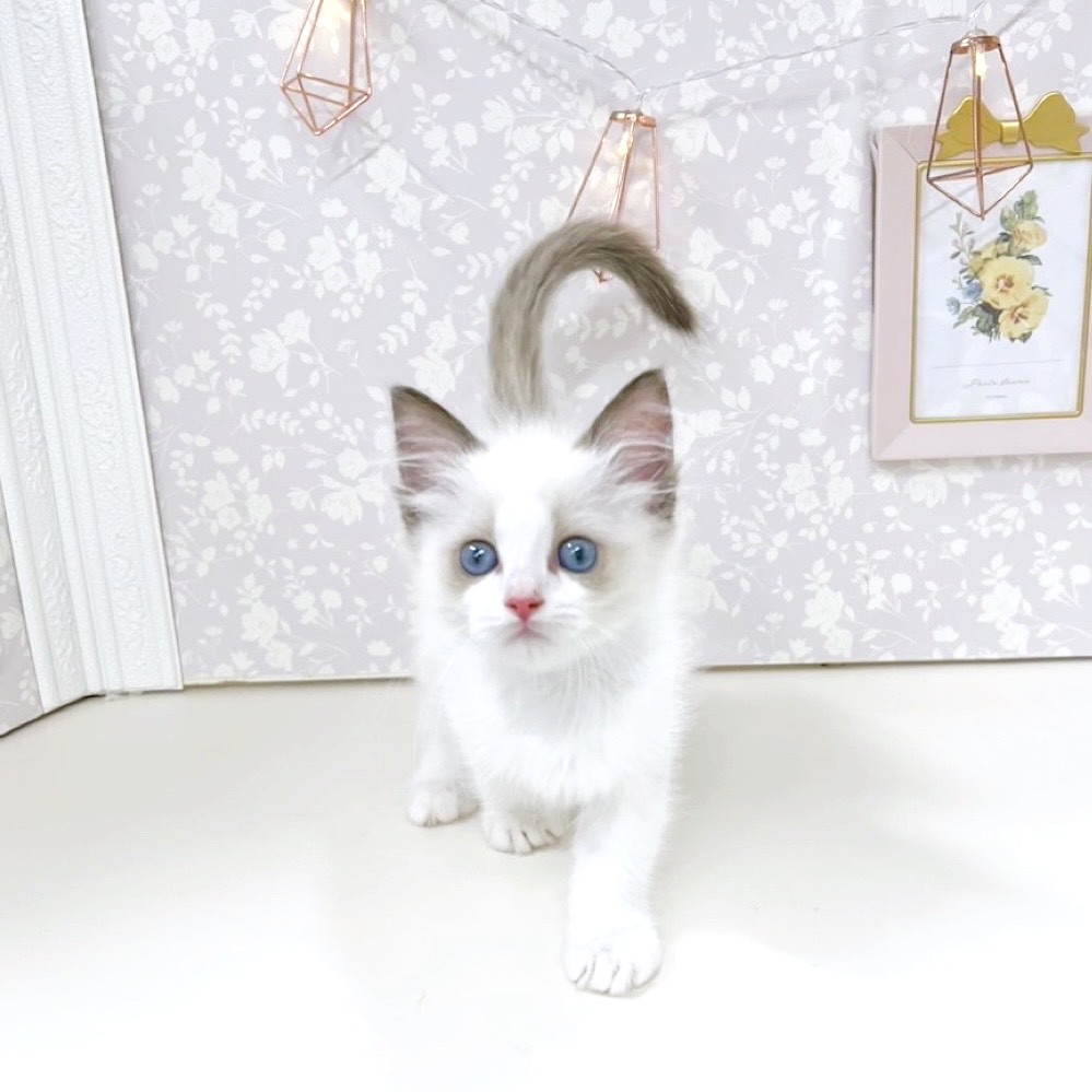 富山県のラグドール (犬の家＆猫の里アミーゴ高岡蓮花寺店/2025年7月22日生まれ/女の子/シールポイントバイカラー)の子猫の4枚目の画像