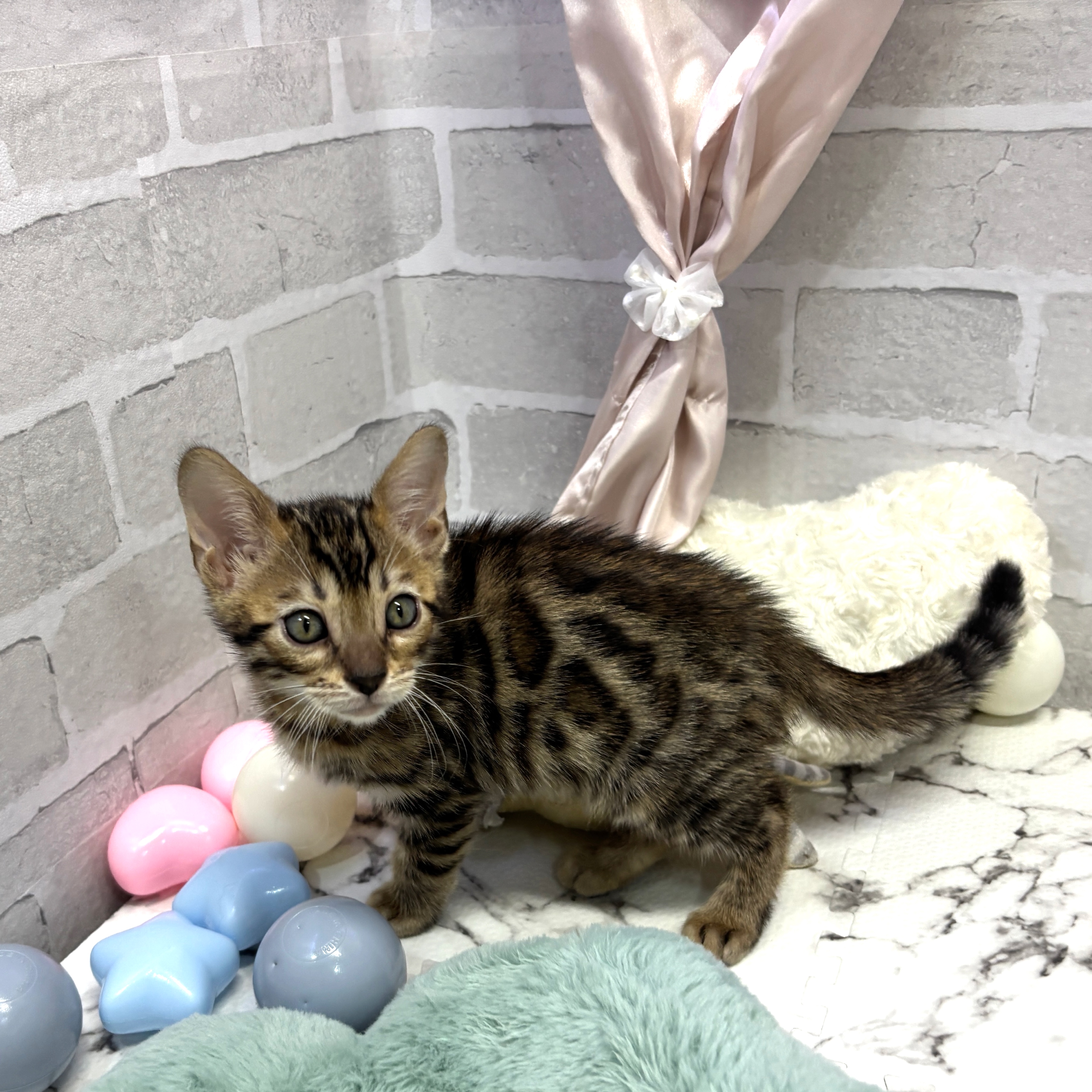 愛知県のベンガル (犬の家＆猫の里岡崎店/2025年7月31日生まれ/男の子/ブラウンスポットタビー)の子猫の4枚目の画像