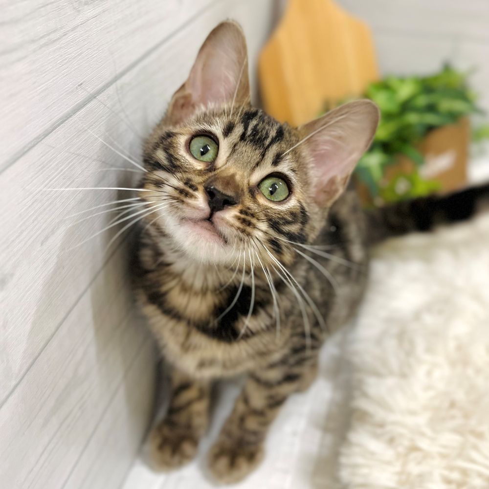 愛知県のベンガル (犬の家＆猫の里豊田店/2025年7月31日生まれ/男の子/ブラウンスポットタビー)の子猫の1枚目の画像