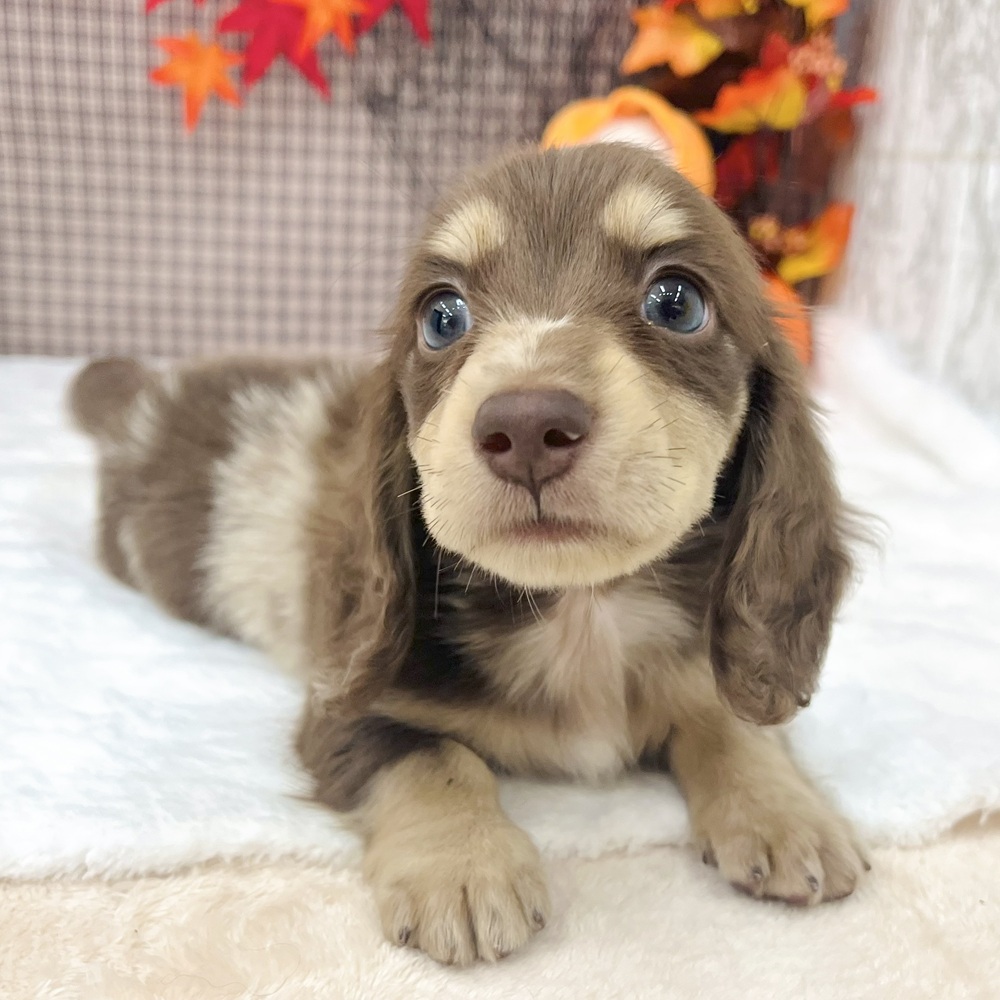 愛知県のミニチュアダックスフンド(ロング) (犬の家＆猫の里エアポートウォーク店/2025年7月30日生まれ/男の子/チョコレートダップル)の子犬の4枚目の画像