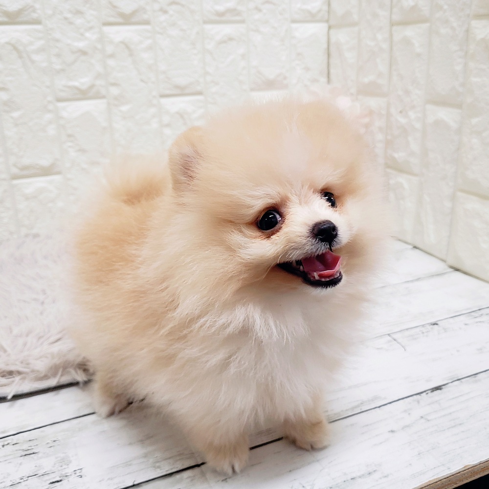 岡山県のポメラニアン (犬の家＆猫の里岡山店/2025年8月1日生まれ/女の子/クリーム)の子犬の4枚目の画像