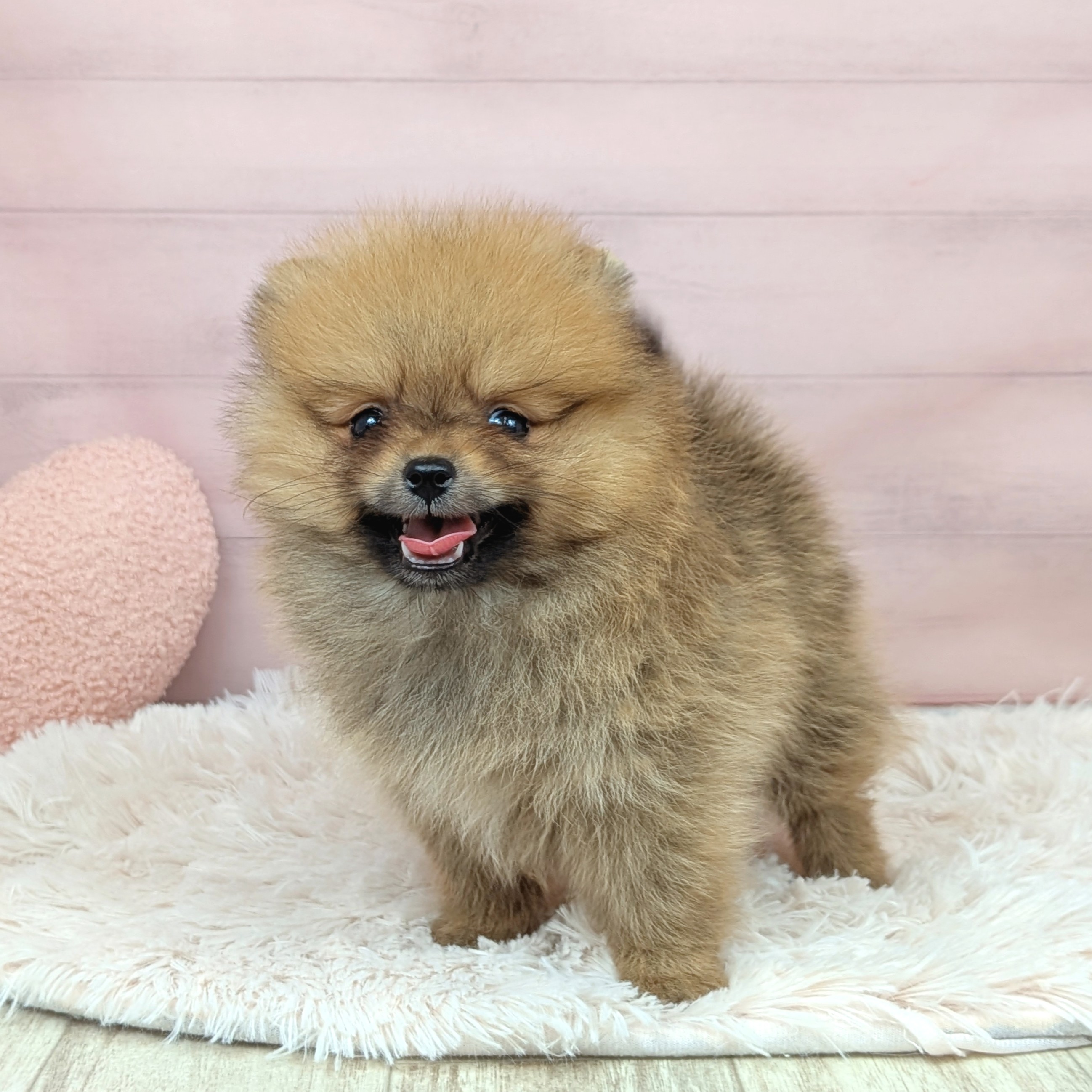 兵庫県のポメラニアン (犬の家＆猫の里川西店/2025年8月1日生まれ/女の子/オレンジ)の子犬の4枚目の画像