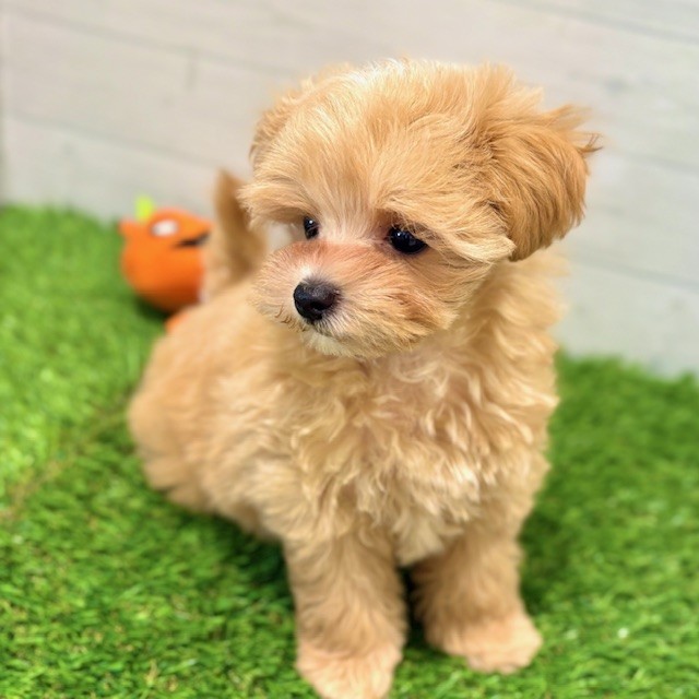 愛知県のマルプー(マルチーズ×プードル) (犬の家＆猫の里豊田店/2025年7月30日生まれ/男の子/アプリコットホワイト)の子犬の4枚目の画像