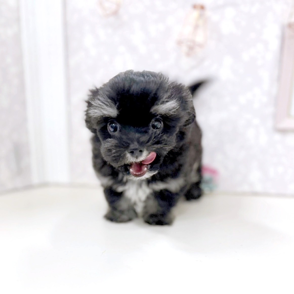 富山県のチワマル/マルチワ(チワワ×マルチーズ) (犬の家＆猫の里アミーゴ高岡蓮花寺店/2025年8月1日生まれ/男の子/ブラッククリーム)の子犬の4枚目の画像