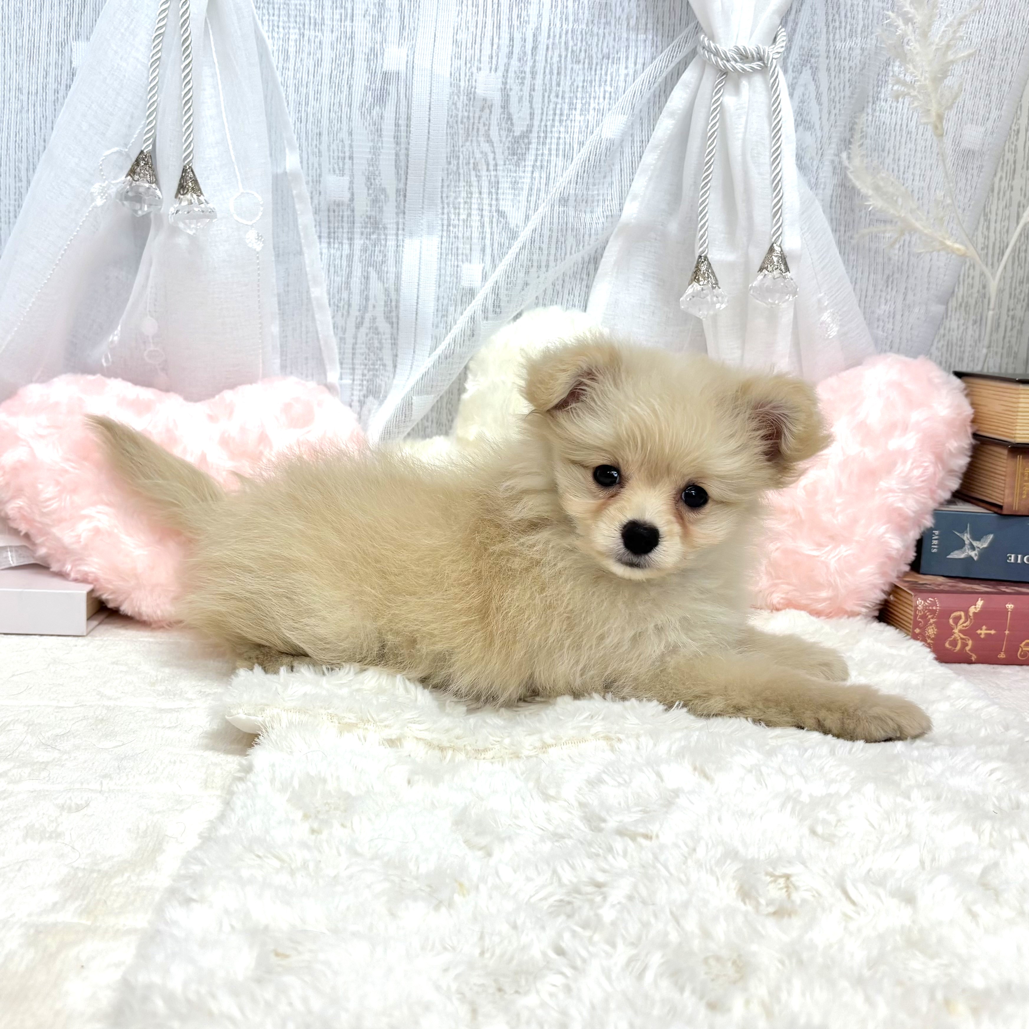 神奈川県のポメプー(ポメラニアン×プードル) (犬の家＆猫の里相模原店/2025年8月2日生まれ/女の子/クリーム)の子犬の4枚目の画像