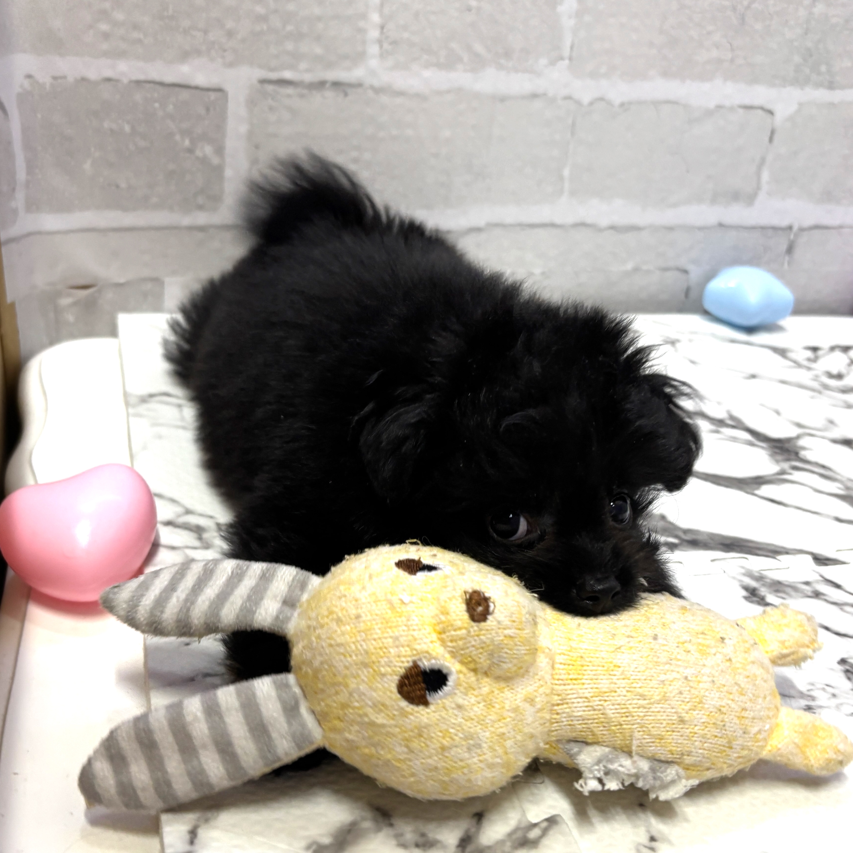 愛知県のポメプー(ポメラニアン×プードル) (犬の家＆猫の里岡崎店/2025年8月2日生まれ/女の子/ブラック)の子犬の4枚目の画像