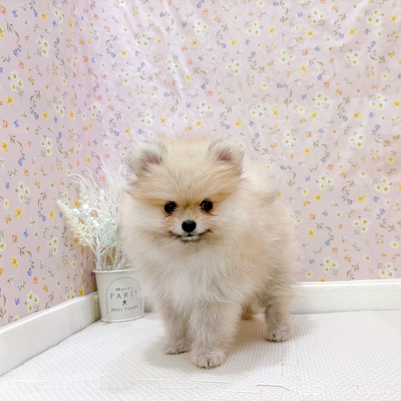 石川県のポメラニアン (犬の家＆猫の里金沢店/2025年8月1日生まれ/女の子/クリームセーブル)の子犬の4枚目の画像