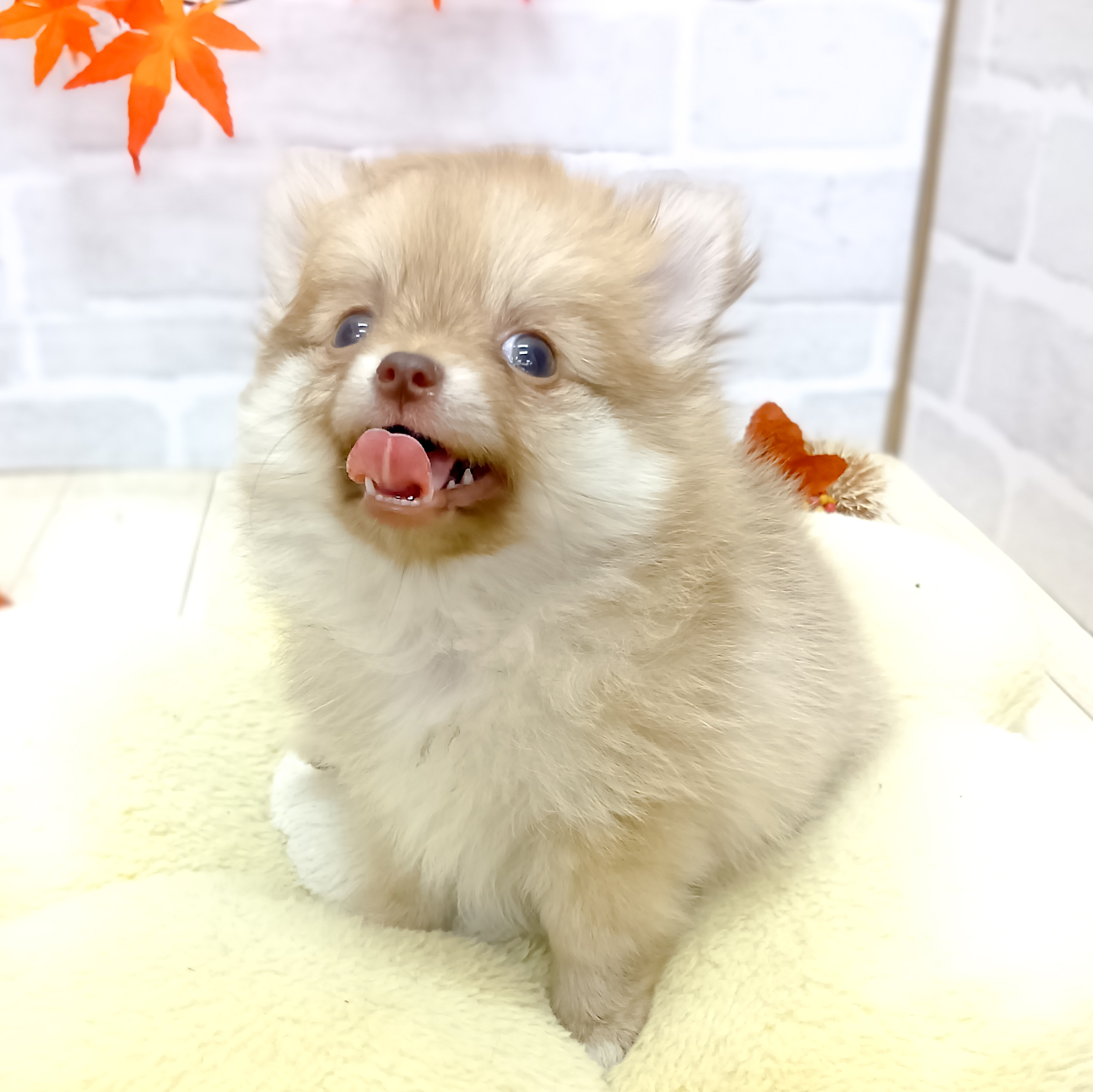 静岡県のポメチワ/チワポメ/ポメチー(ポメラニアン×チワワ) (犬の家＆猫の里プレ葉ウォーク浜北店/2025年7月31日生まれ/女の子/チョコレートフォーン)の子犬の4枚目の画像