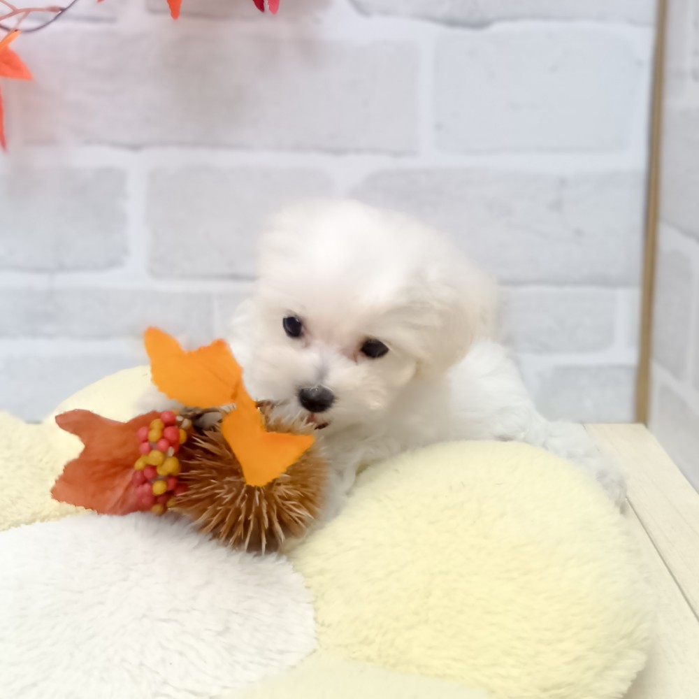 静岡県のマルプー(マルチーズ×プードル) (犬の家＆猫の里プレ葉ウォーク浜北店/2025年8月1日生まれ/女の子/クリーム)の子犬の4枚目の画像