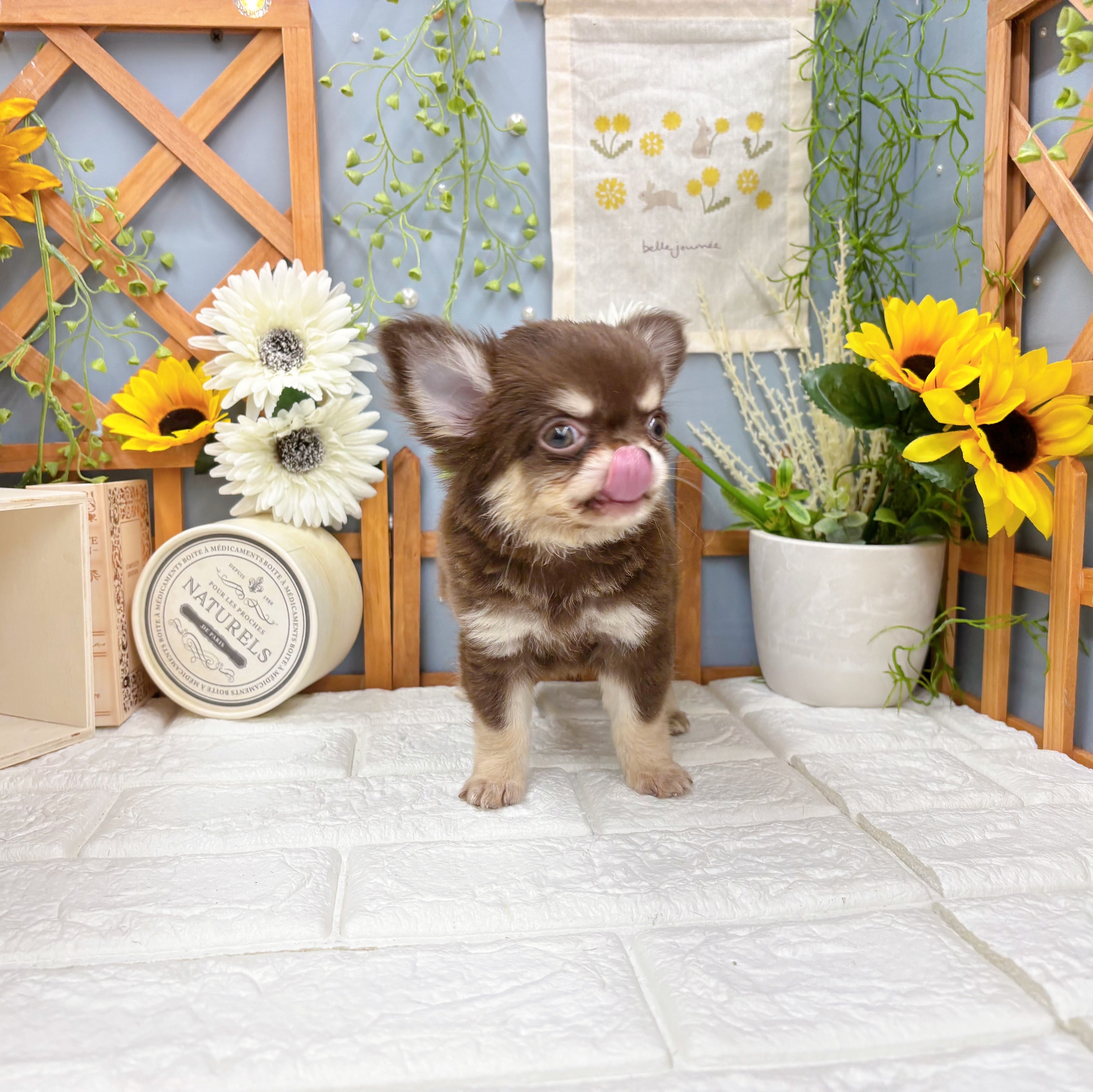 千葉県のチワワ(ロング) (犬の家＆猫の里ワンズモール稲毛店/2025年8月3日生まれ/女の子/チョコレートクリーム)の子犬の4枚目の画像