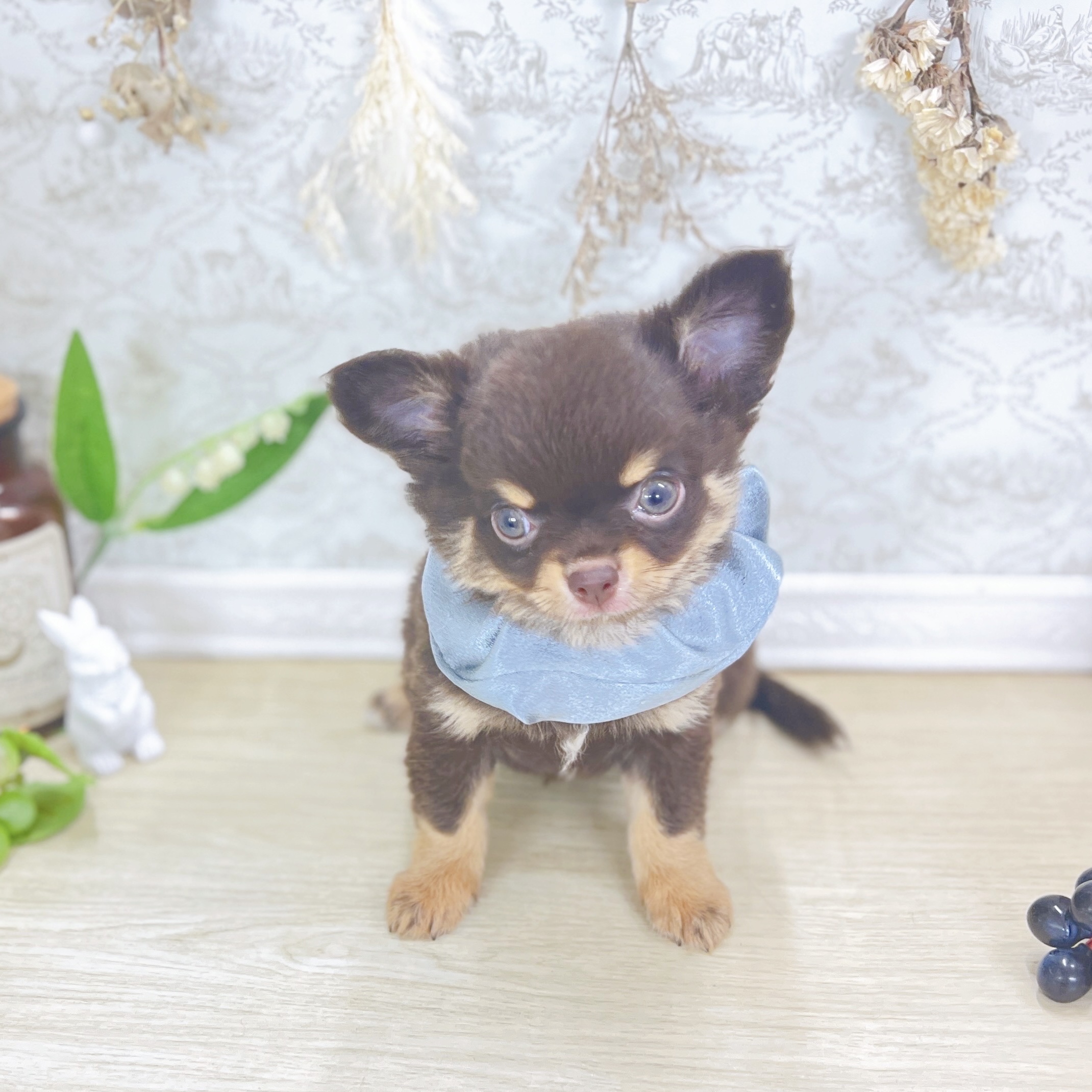 福井県のチワワ(ロング) (犬の家＆猫の里アミーゴ福井大和田店/2025年8月3日生まれ/男の子/チョコレートタン)の子犬の4枚目の画像