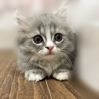 兵庫県のミヌエット (犬の家＆猫の里カナート西神戸店/2025年7月27日生まれ/女の子/ブルータビーホワイト)の子猫の4枚目の画像