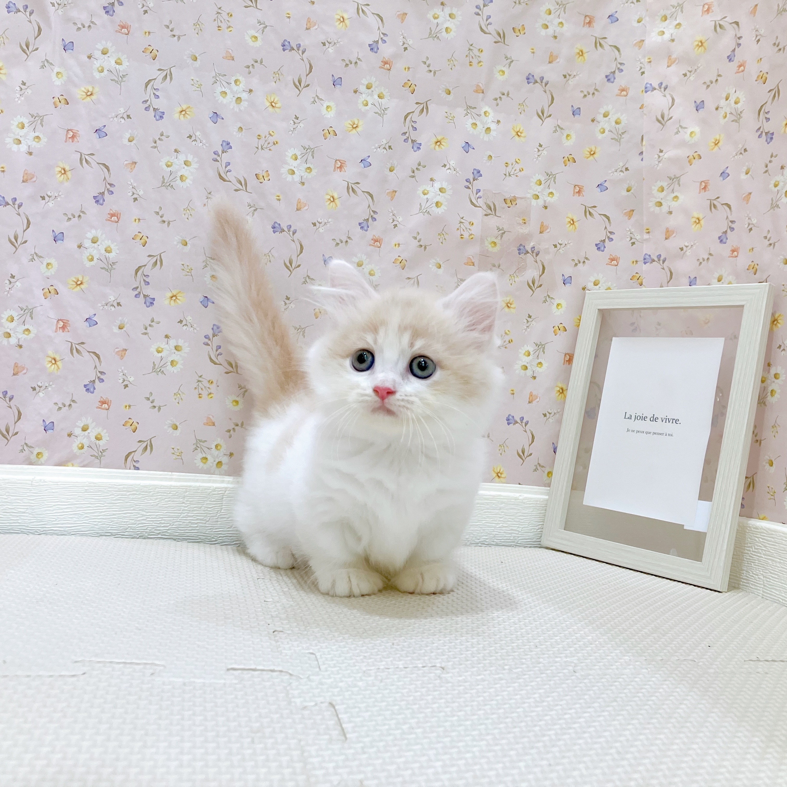 石川県のミヌエット (犬の家＆猫の里金沢店/2025年7月27日生まれ/女の子/クリームタビーホワイト)の子猫の4枚目の画像