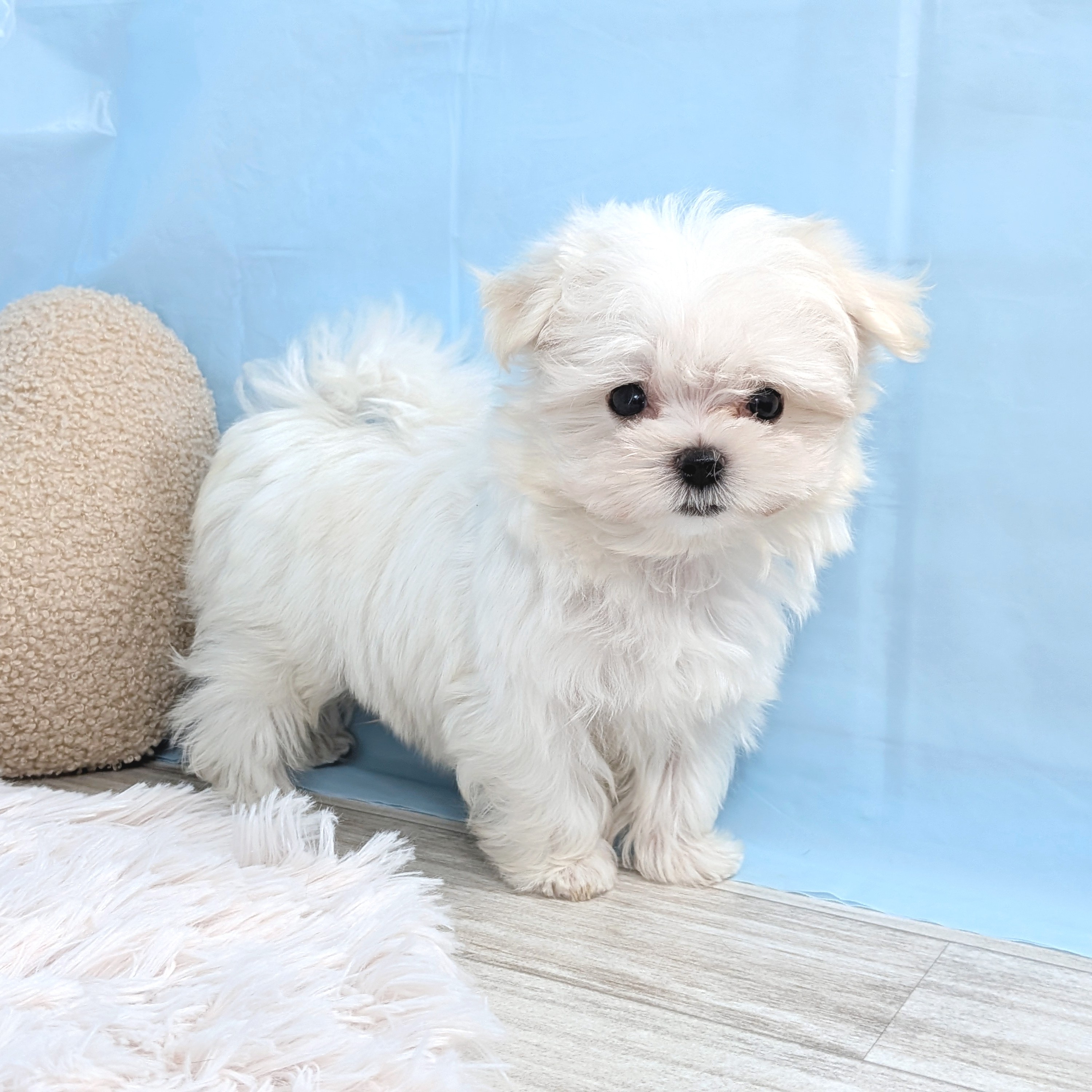兵庫県のマルチーズ (犬の家＆猫の里川西店/2025年7月27日生まれ/男の子/ホワイト)の子犬の4枚目の画像