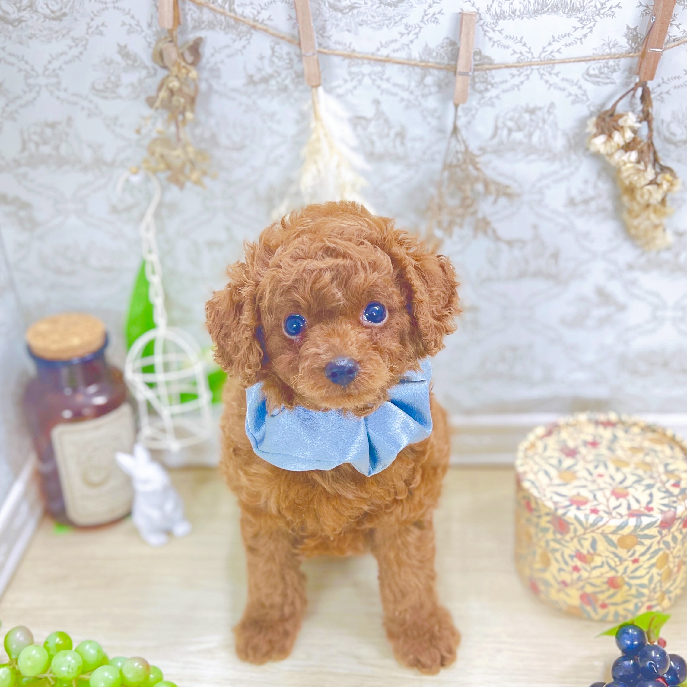 福井県のトイプードル(トイ) (犬の家＆猫の里アミーゴ福井大和田店/2025年8月2日生まれ/男の子/レッド)の子犬の1枚目の画像