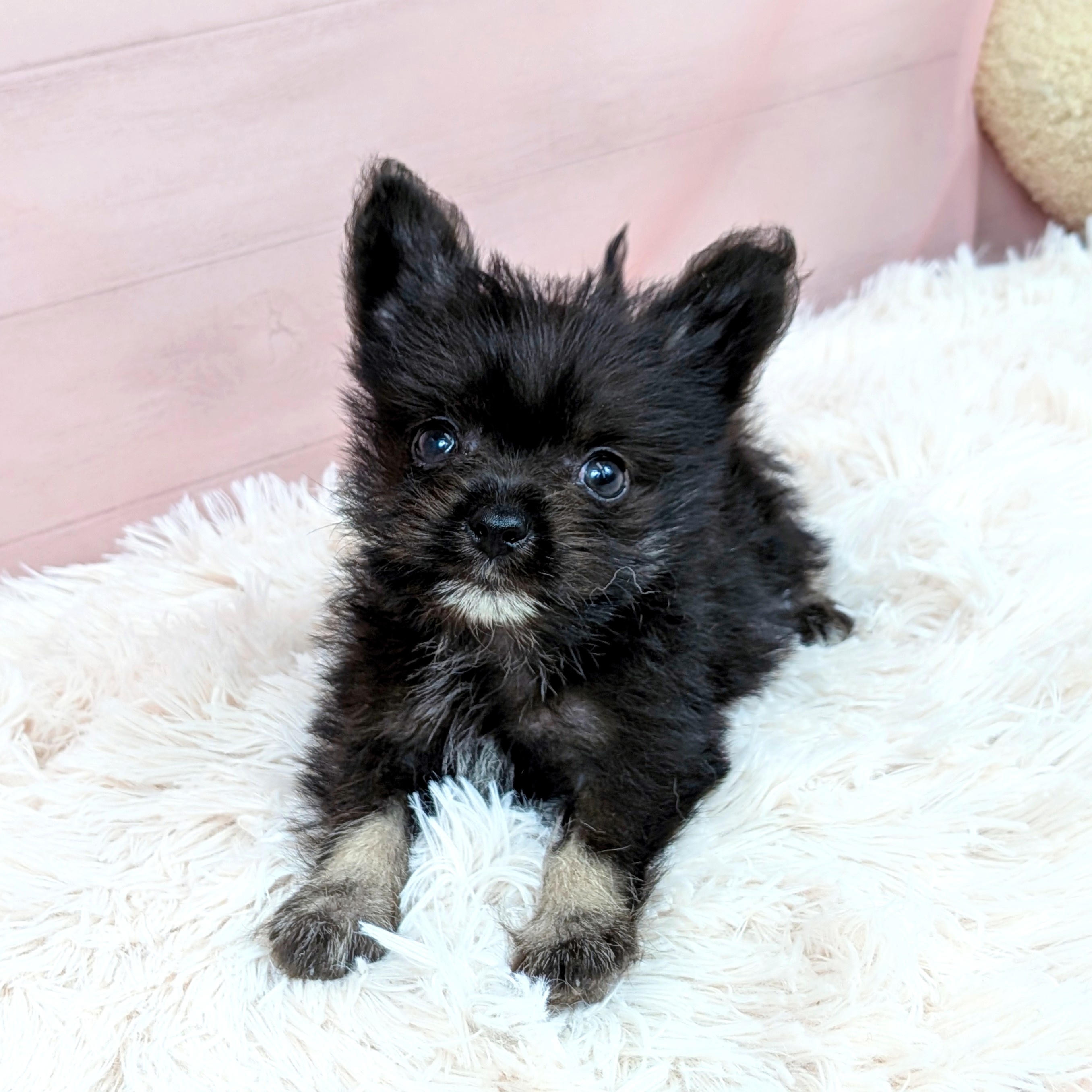 兵庫県のポメシュナ/シュナポメ(ポメラニアン×シュナウザー) (犬の家＆猫の里川西店/2025年8月3日生まれ/女の子/ブラック)の子犬の4枚目の画像