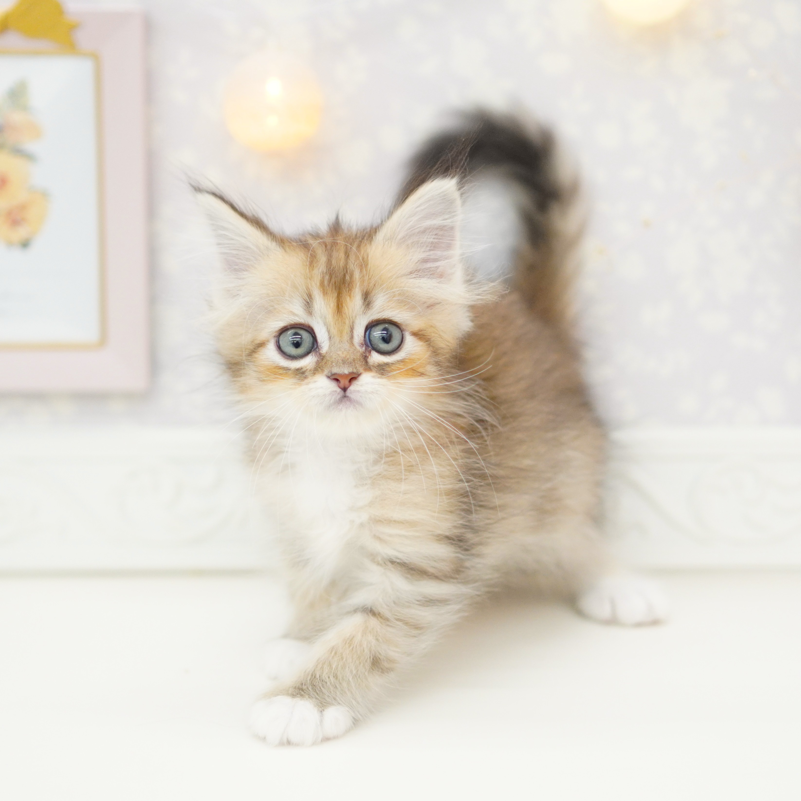 富山県のミヌエット (犬の家＆猫の里富山店/2025年7月28日生まれ/男の子/ブラウンタビーホワイト)の子猫の4枚目の画像