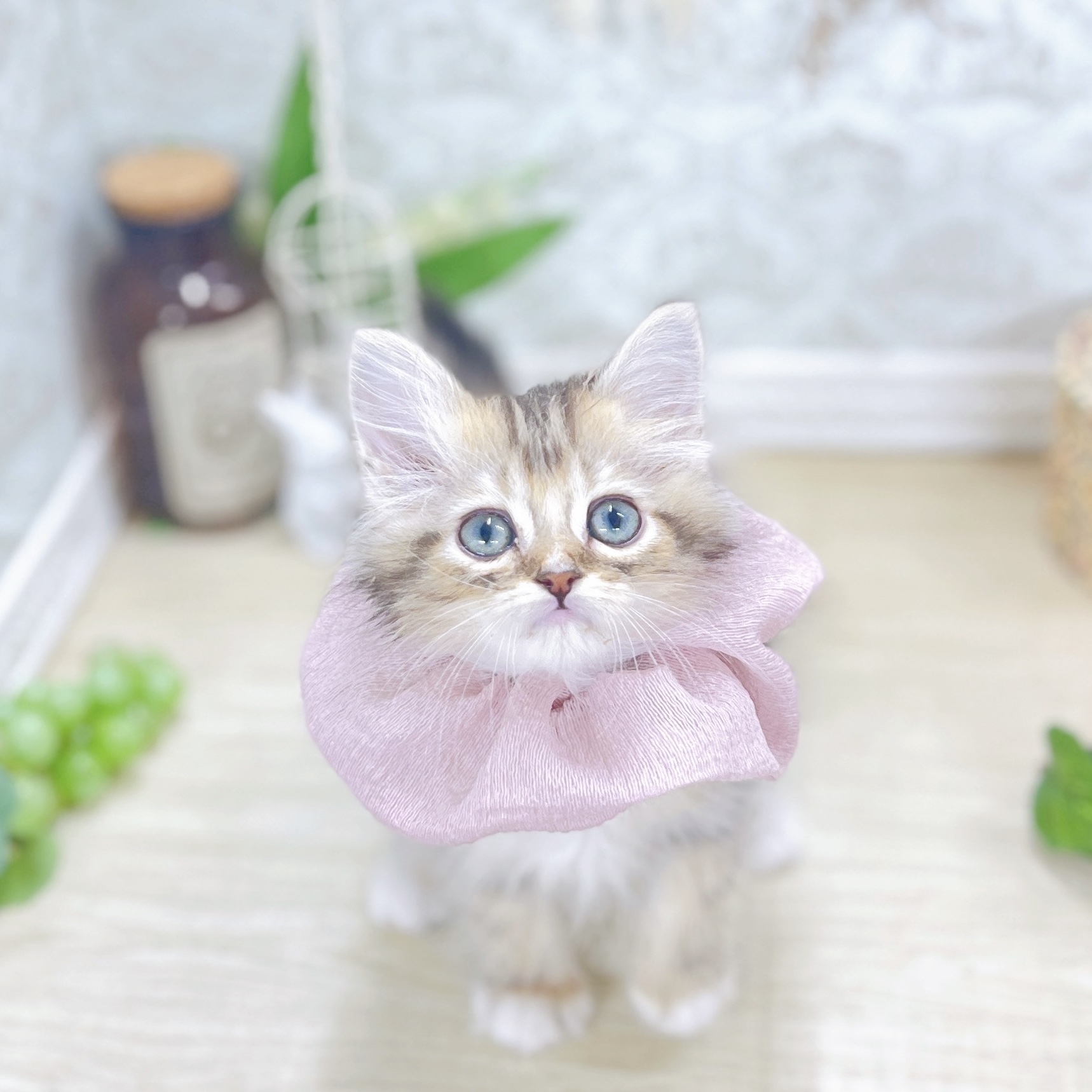 福井県のミヌエット (犬の家＆猫の里アミーゴ福井大和田店/2025年7月28日生まれ/女の子/ブラウンタビーホワイト)の子猫