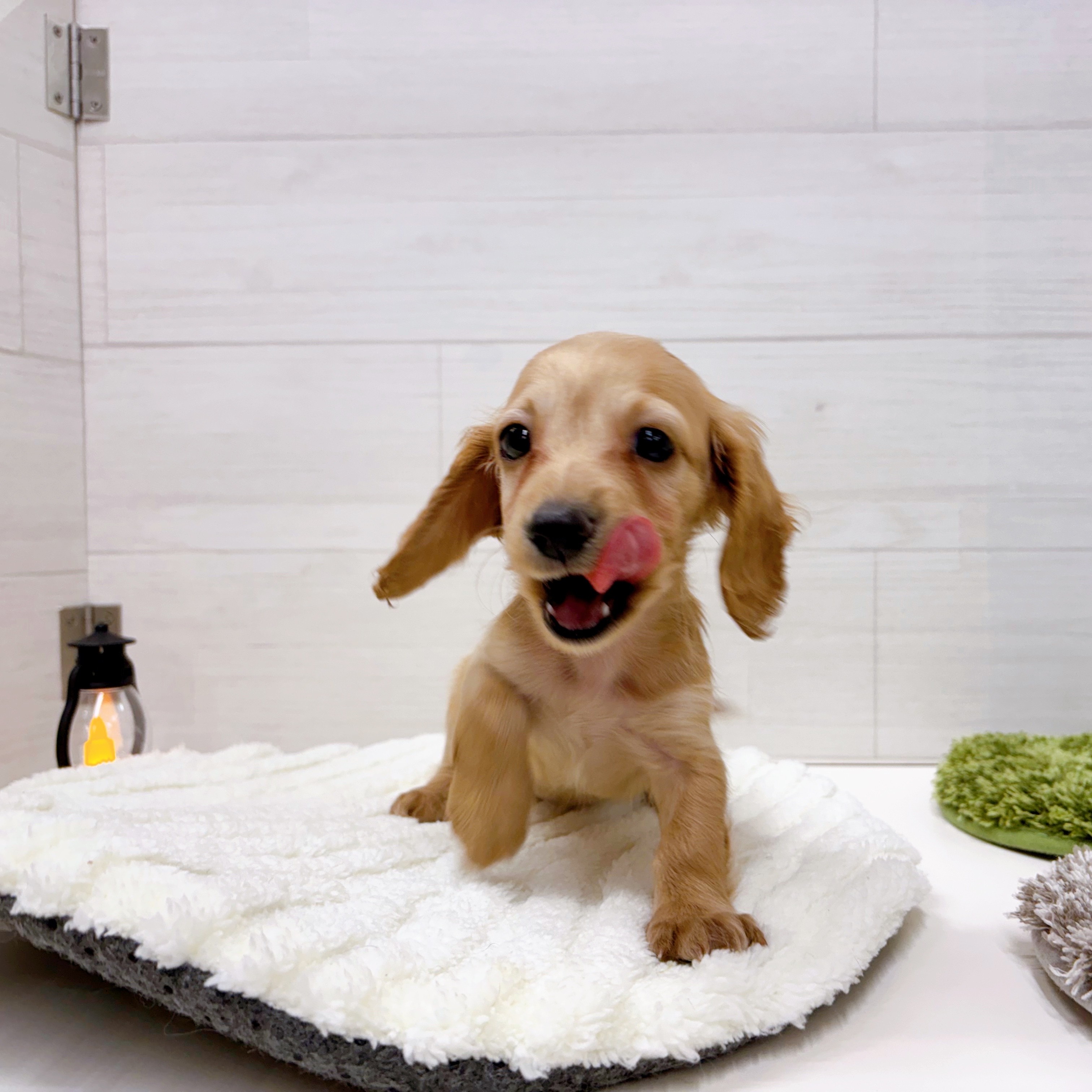 石川県のカニンヘンダックスフンド(ロング) (犬の家＆猫の里アミーゴ金沢おこばた店/2025年7月24日生まれ/女の子/ゴールド)の子犬の4枚目の画像