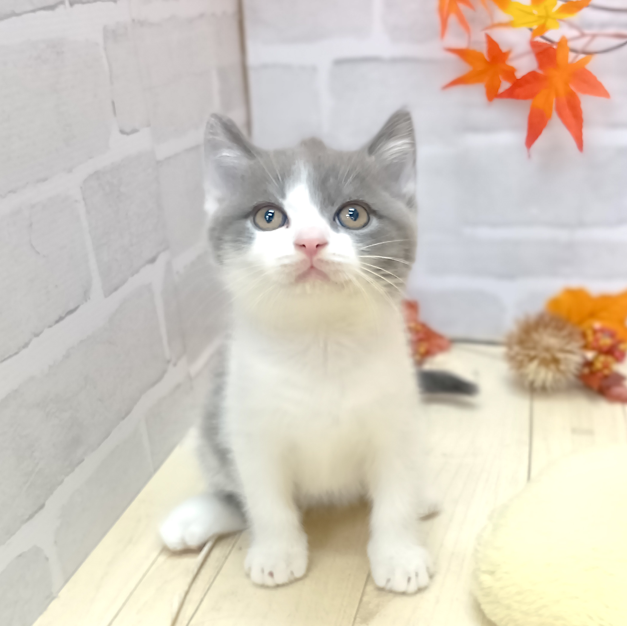 静岡県のブリティッシュショートヘアー (犬の家＆猫の里プレ葉ウォーク浜北店/2025年7月31日生まれ/男の子/ブルーホワイト)の子猫の4枚目の画像