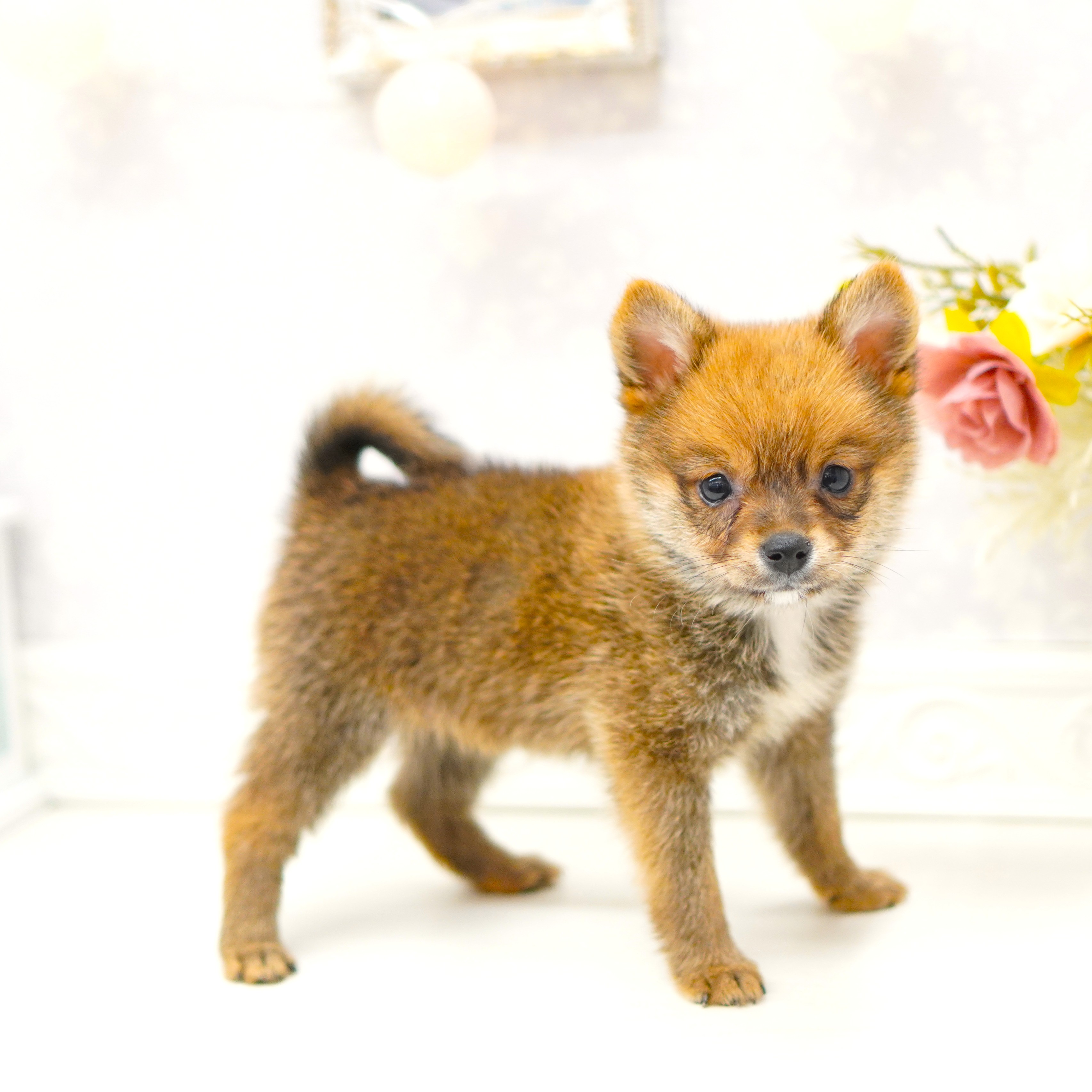 富山県のポメ柴/豆ポメ/ポメ豆柴(ポメラニアン×柴犬) (犬の家＆猫の里アミーゴ山室店/2025年8月1日生まれ/男の子/赤)の子犬の4枚目の画像
