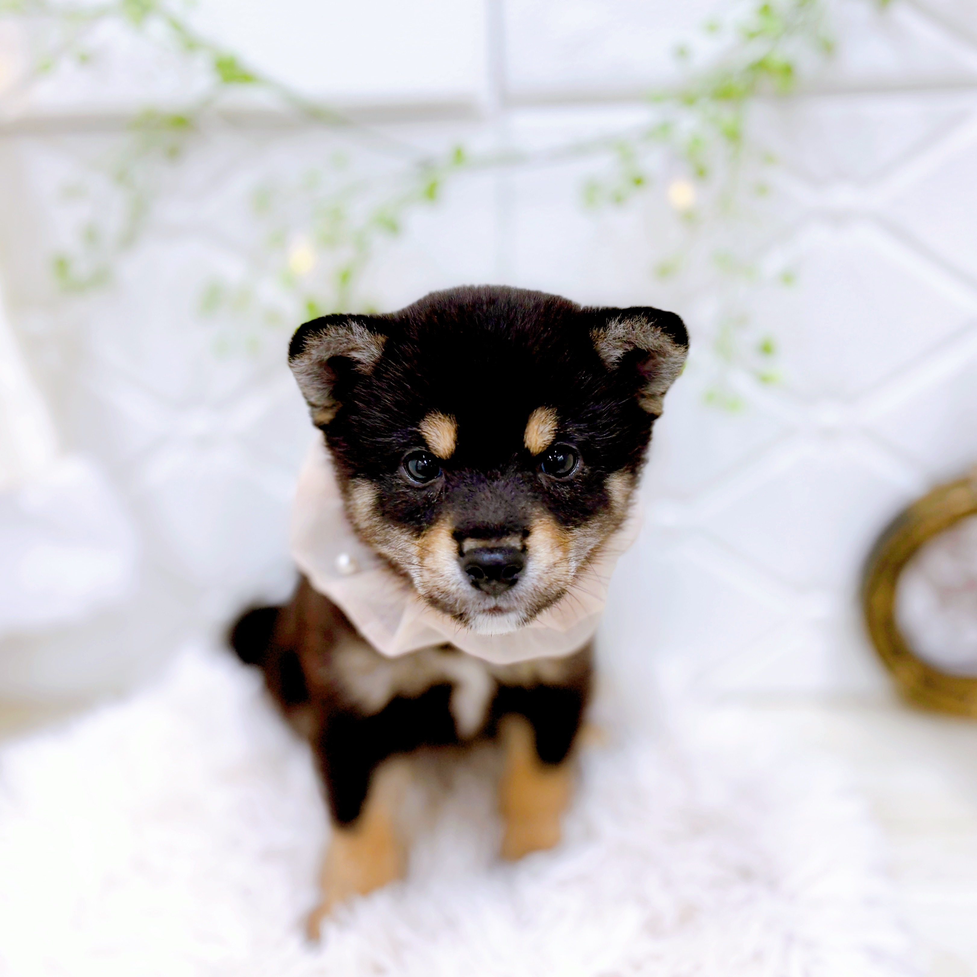 福井県の豆柴 (犬の家＆猫の里アミーゴ福井店/2025年8月1日生まれ/女の子/黒)の子犬の4枚目の画像