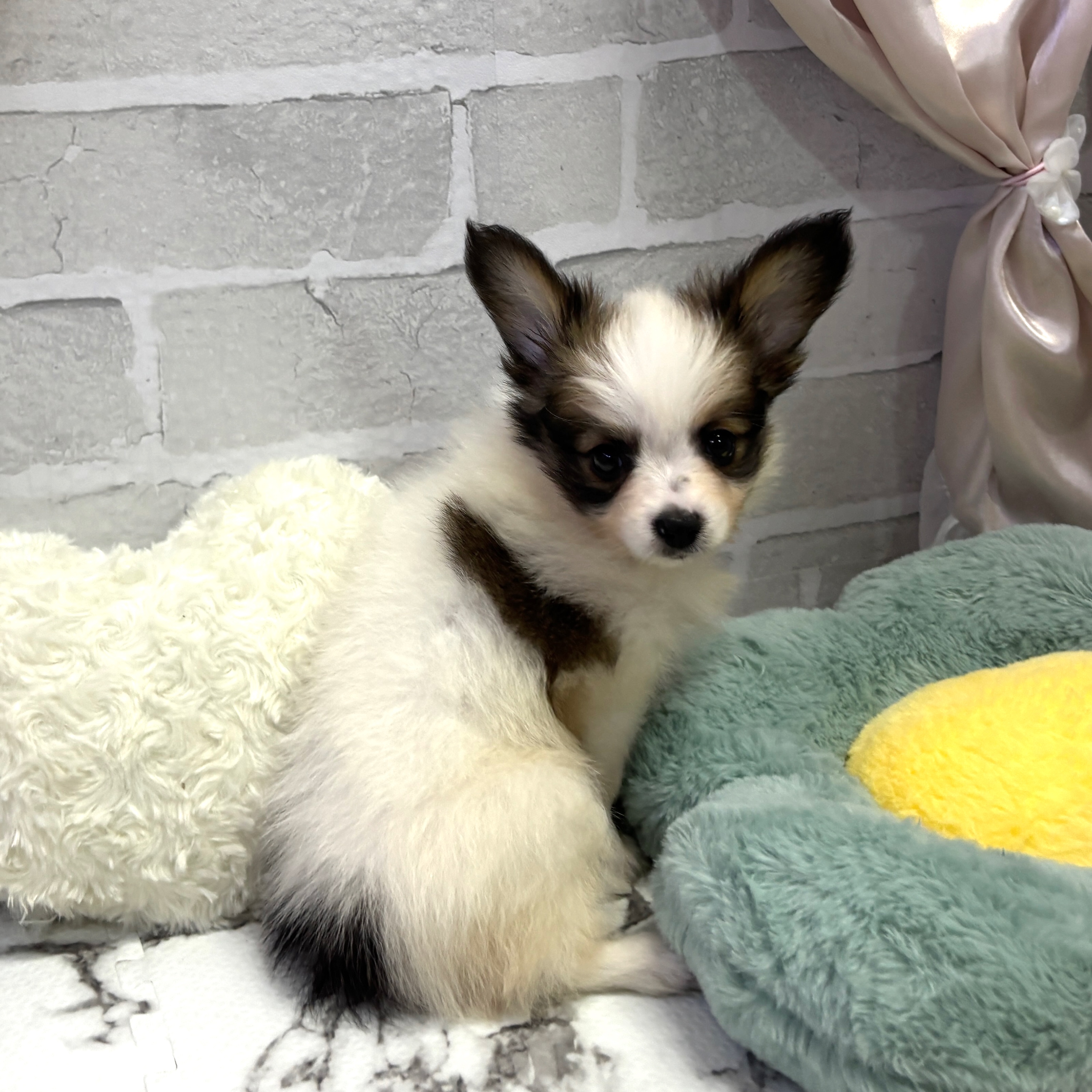 愛知県のパピヨン (犬の家＆猫の里岡崎店/2025年8月3日生まれ/男の子/ホワイトブラウン)の子犬の4枚目の画像