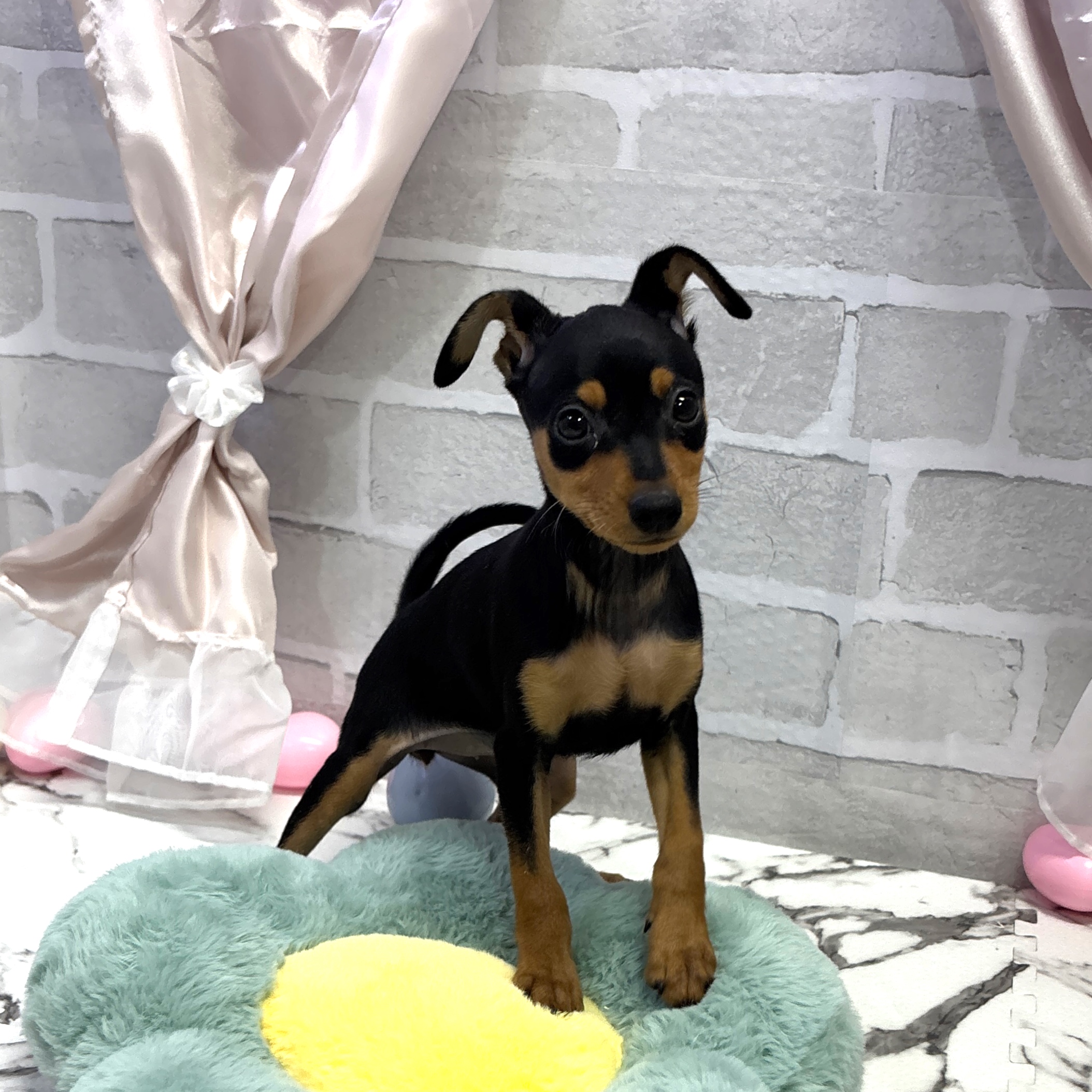 愛知県のミニチュアピンシャー (犬の家＆猫の里岡崎店/2025年8月3日生まれ/女の子/ブラックタン)の子犬の4枚目の画像