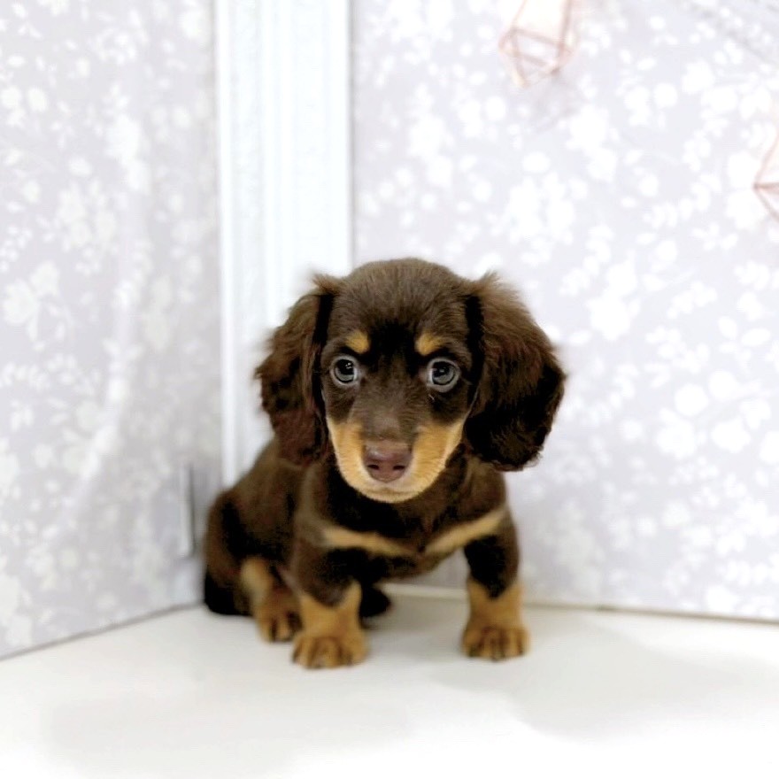 富山県のミニチュアダックスフンド(ロング) (犬の家＆猫の里アミーゴ高岡蓮花寺店/2025年7月27日生まれ/男の子/チョコレートタン)の子犬の4枚目の画像