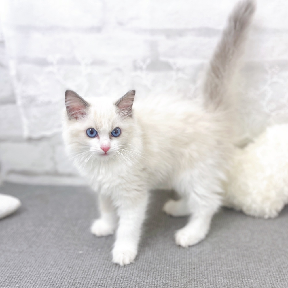 京都府のラグドール (犬の家＆猫の里京都樟葉店/2025年8月2日生まれ/女の子/ブルーポイントバイカラー)の子猫の4枚目の画像