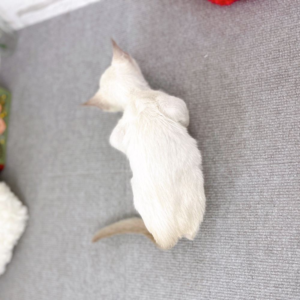 京都府のトンキニーズ (犬の家＆猫の里京都樟葉店/2025年8月2日生まれ/男の子/プラチナミンク)の子猫の4枚目の画像