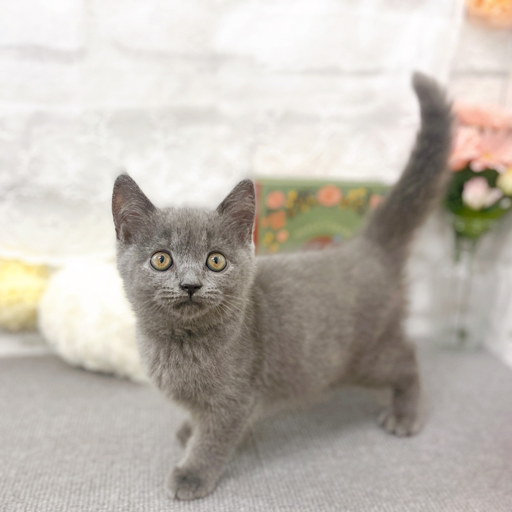 京都府のセルカークレックス (犬の家＆猫の里京都樟葉店/2025年7月25日生まれ/男の子/ブルー)の子猫の4枚目の画像