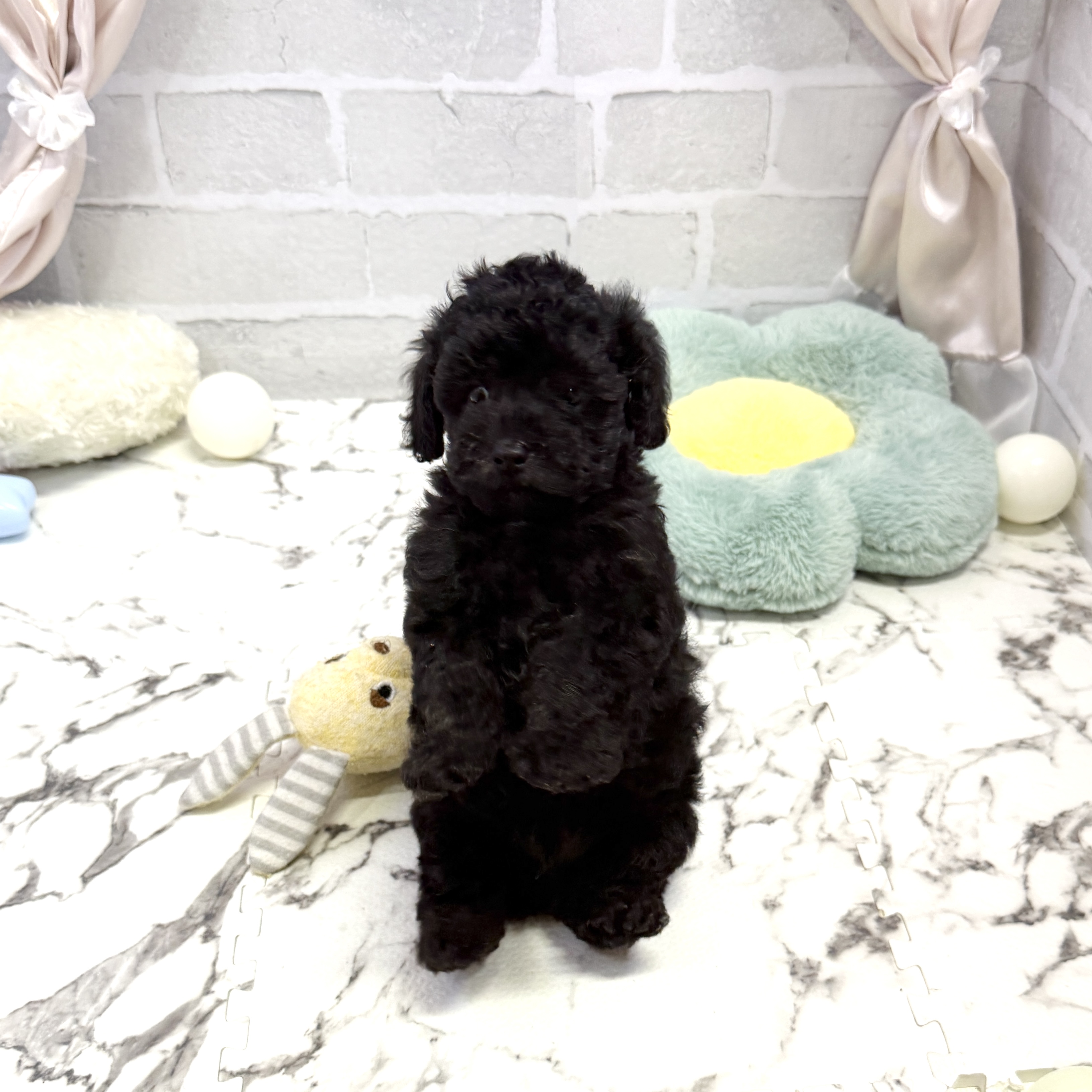 愛知県のトイプードル(トイ) (犬の家＆猫の里岡崎店/2025年8月4日生まれ/男の子/ブラック)の子犬の4枚目の画像