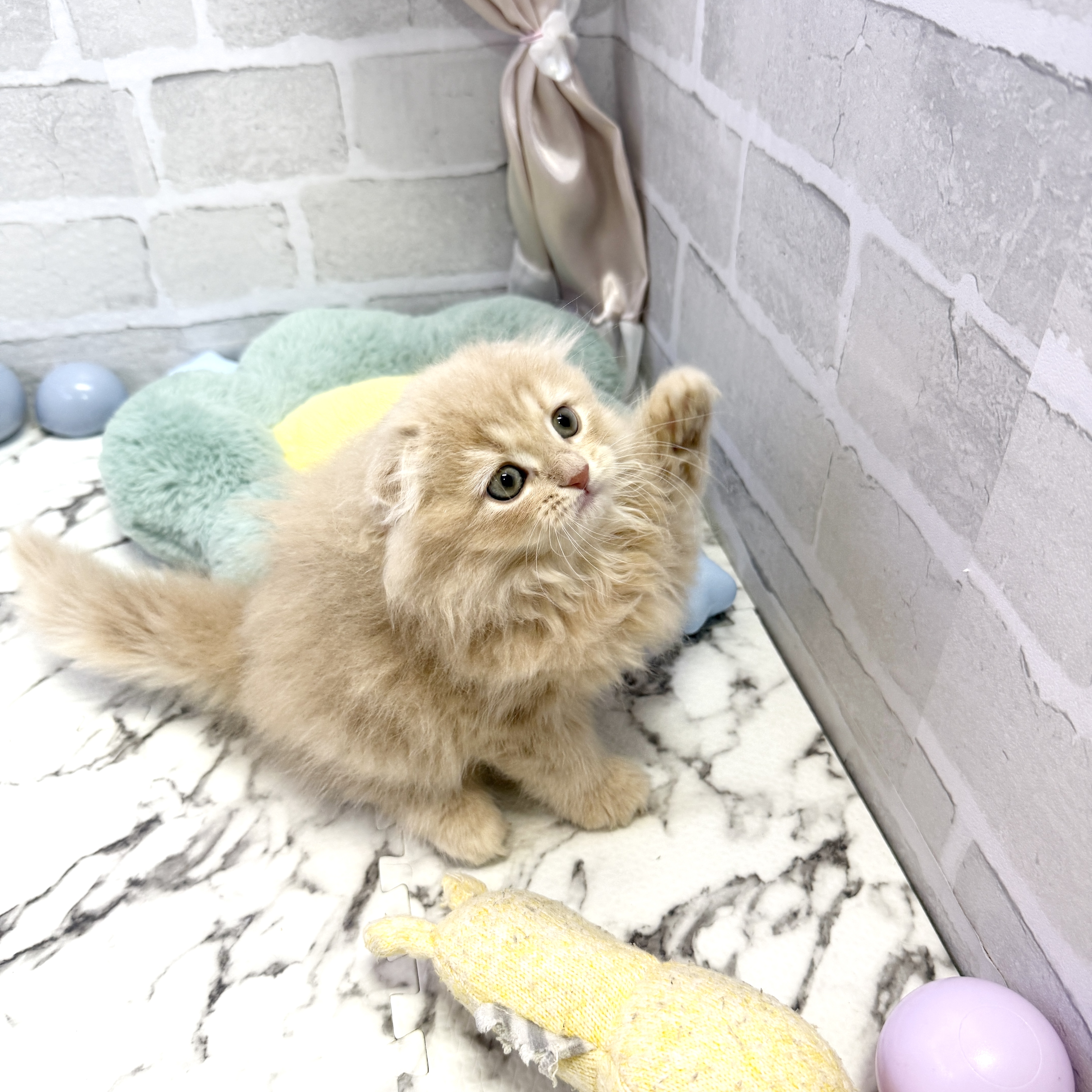愛知県のスコティッシュフォールド (犬の家＆猫の里岡崎店/2025年8月1日生まれ/男の子/クリーム)の子猫の4枚目の画像