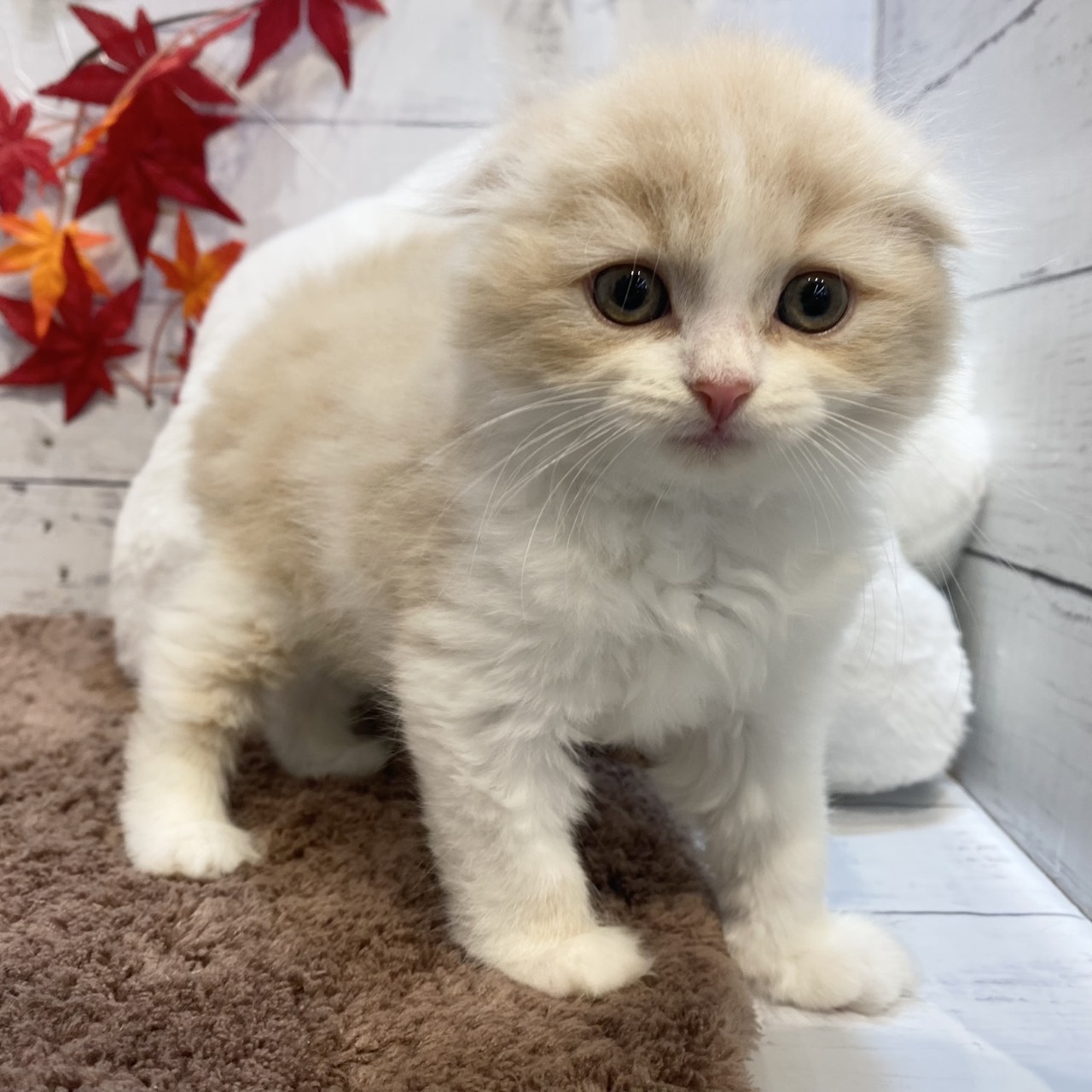 長野県のスコティッシュフォールド (犬の家＆猫の里カインズ梓川店/2025年8月1日生まれ/女の子/クリームホワイト)の子猫の4枚目の画像