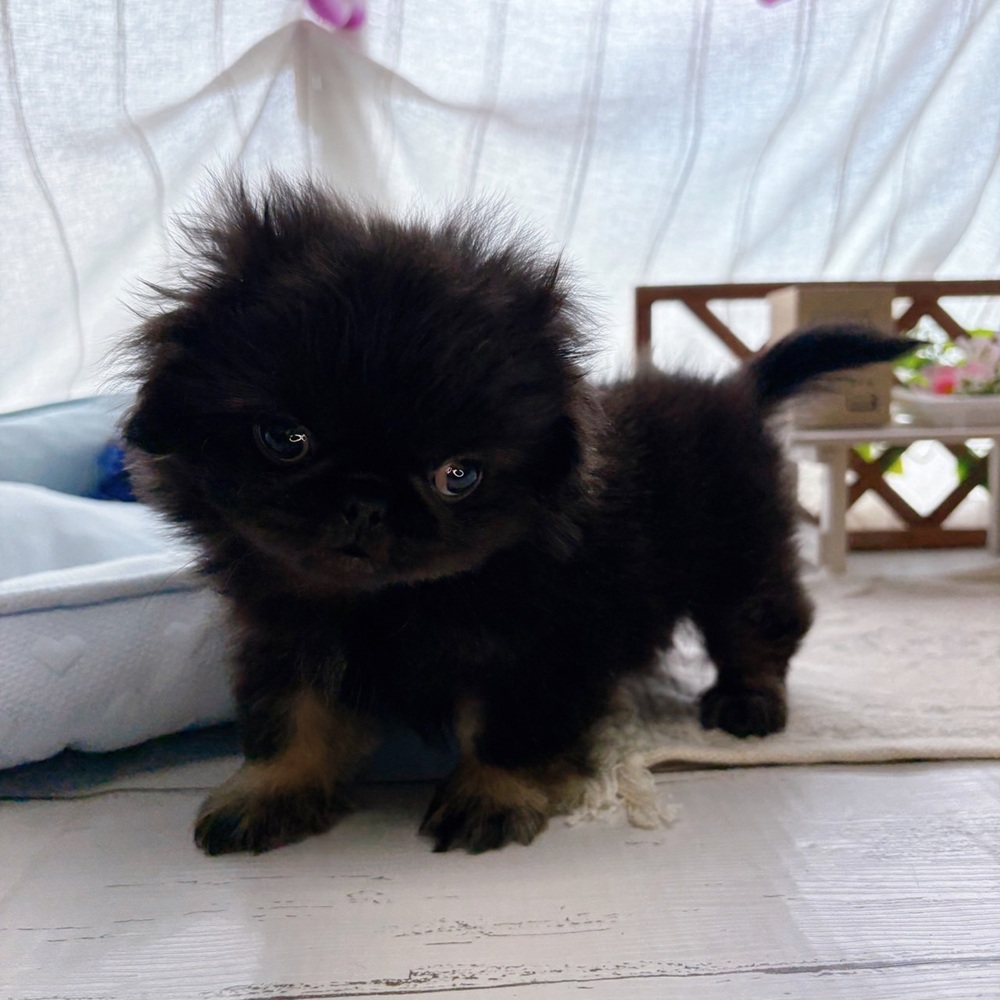 長野県のペキニーズ (犬の家＆猫の里塩尻店/2025年8月4日生まれ/男の子/ブラックタン)の子犬の4枚目の画像