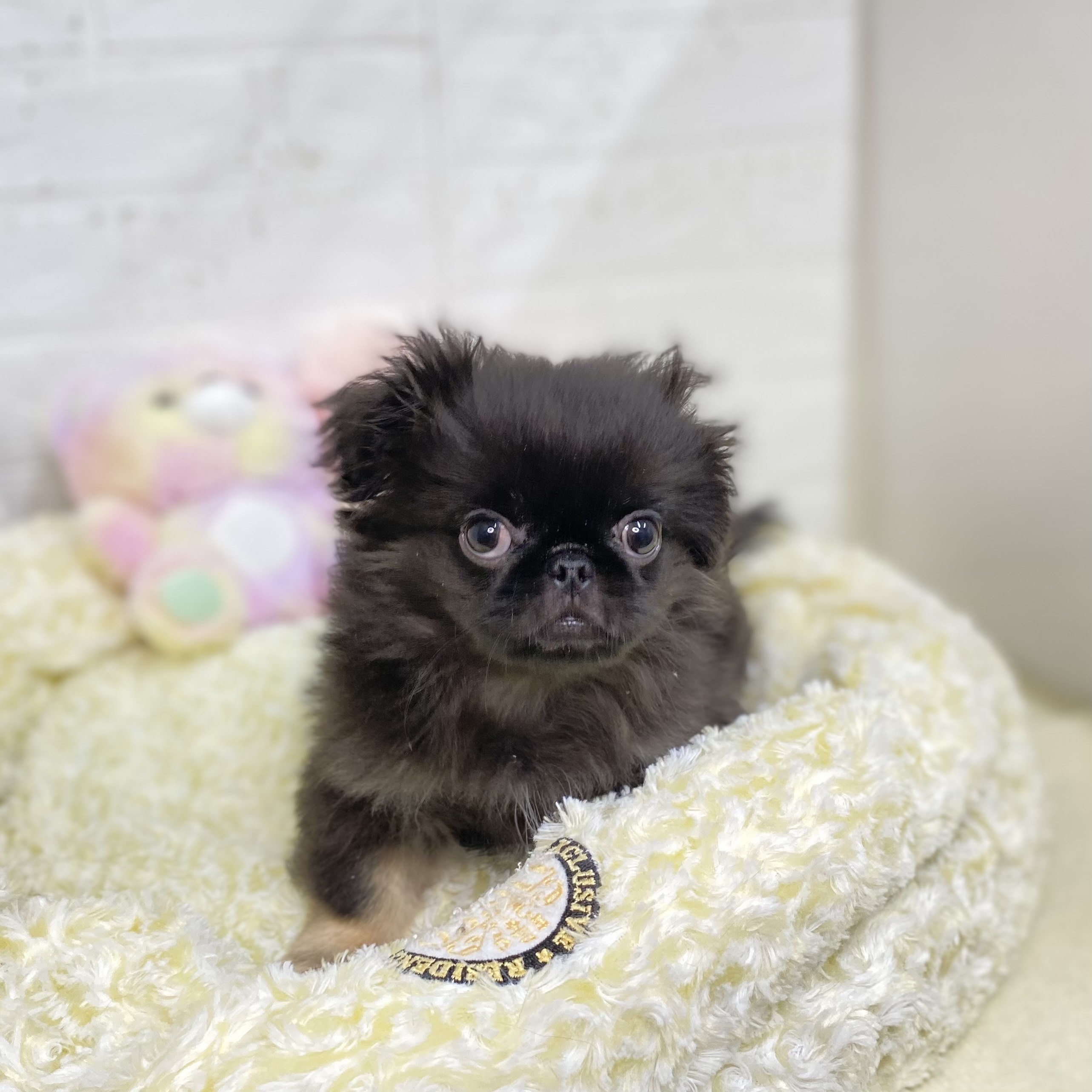 長野県のペキニーズ (犬の家&猫の里長野店/2025年8月4日生まれ/男の子/ブラックタン)の子犬の4枚目の画像