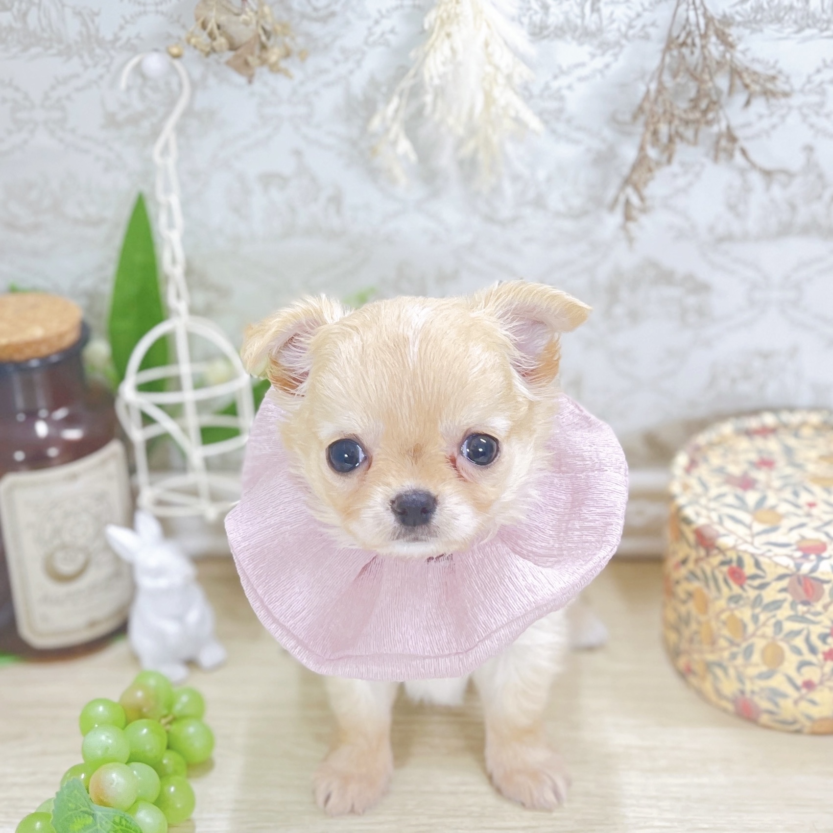 福井県のチワワ(ロング) (犬の家＆猫の里アミーゴ福井大和田店/2025年7月30日生まれ/女の子/クリームホワイト)の子犬