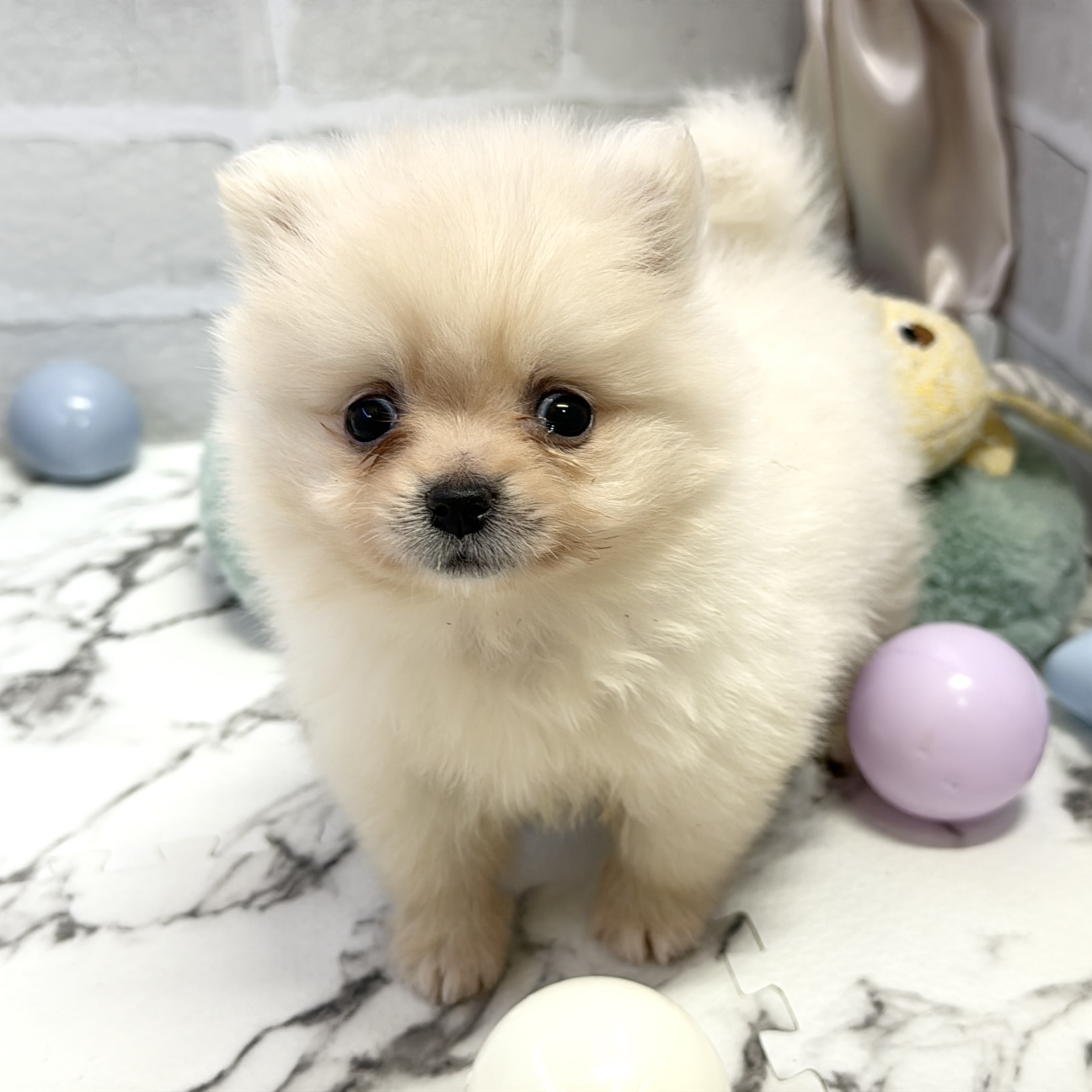 愛知県のポメラニアン (犬の家＆猫の里岡崎店/2025年8月4日生まれ/女の子/クリーム)の子犬の4枚目の画像