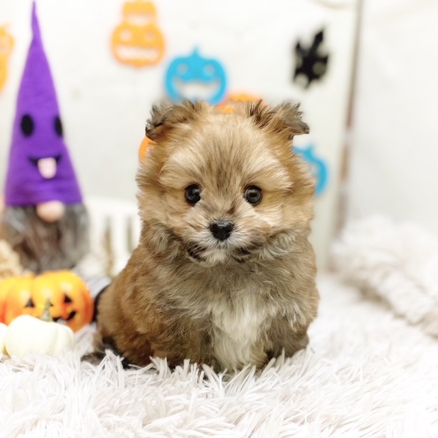 静岡県のポメキー(ポメラニアン×ヨークシャーテリア) (犬の家＆猫の里藤枝店/2025年8月2日生まれ/女の子/オレンジ)の子犬の4枚目の画像