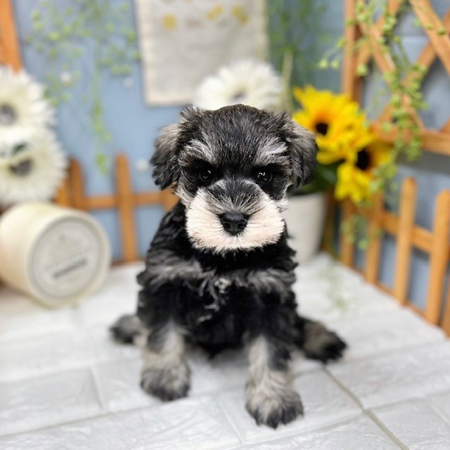 千葉県のミニチュアシュナウザー (犬の家＆猫の里ワンズモール稲毛店/2025年8月3日生まれ/男の子/ソルトペッパー)の子犬の4枚目の画像