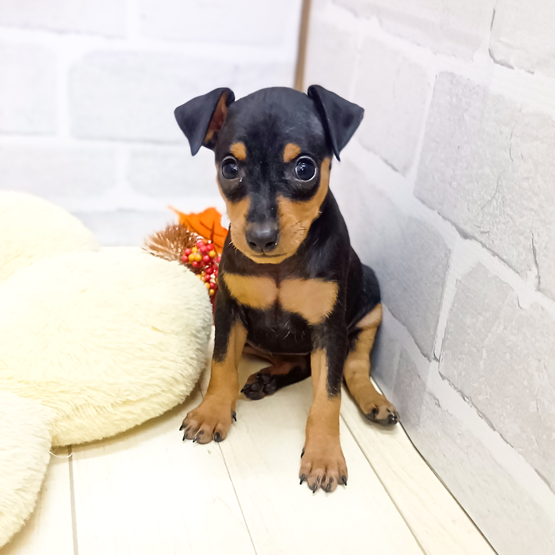 静岡県のミニチュアピンシャー (犬の家＆猫の里プレ葉ウォーク浜北店/2025年8月4日生まれ/女の子/ブラックタン)の子犬の4枚目の画像