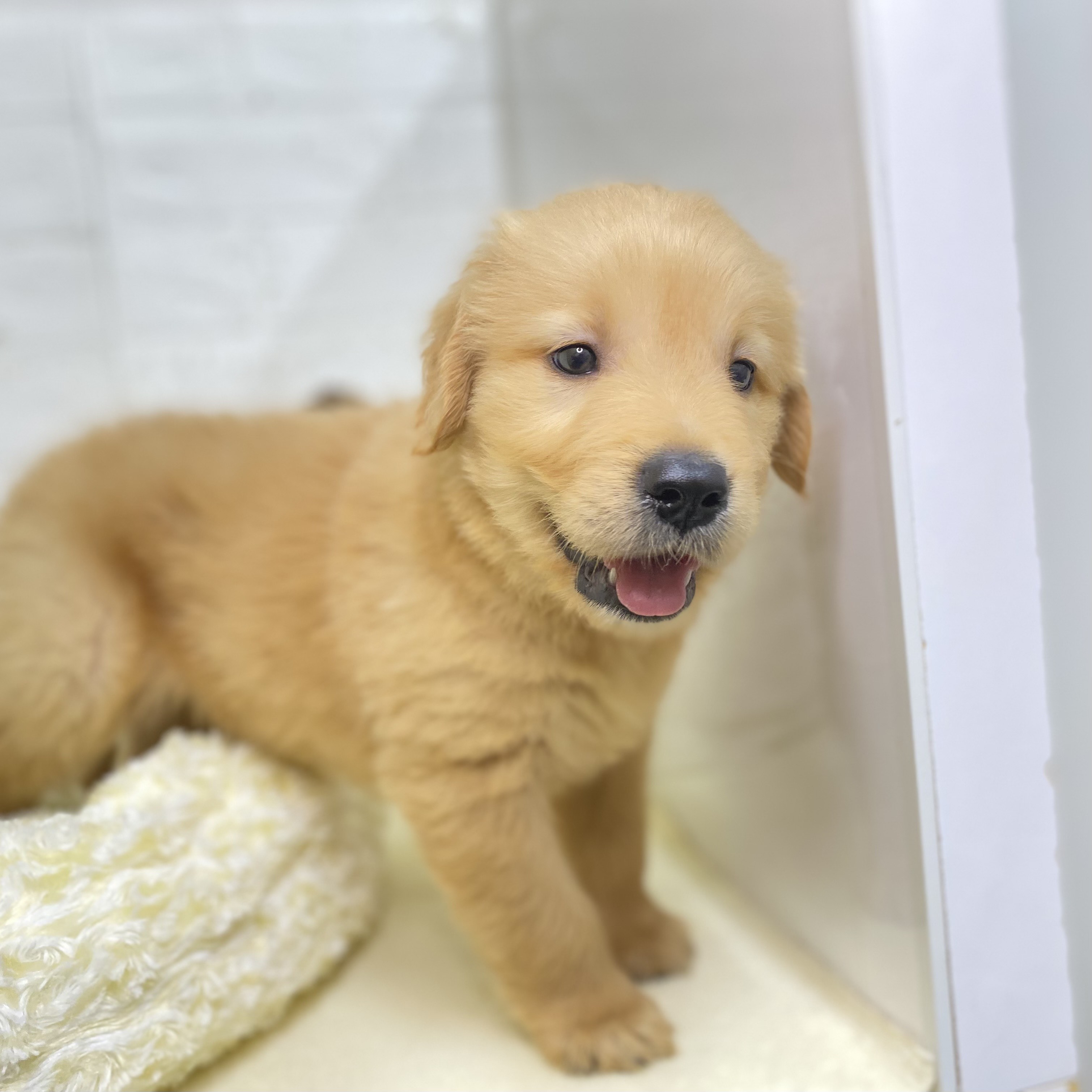 長野県のゴールデンレトリバー (犬の家＆猫の里長野店/2025年8月5日生まれ/男の子/ゴールデン)の子犬の4枚目の画像