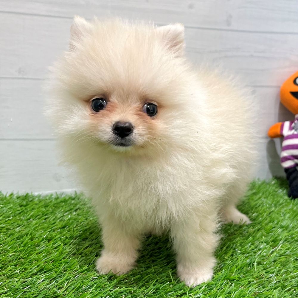 愛知県のポメラニアン (犬の家＆猫の里豊田店/2025年8月2日生まれ/男の子/クリーム)の子犬