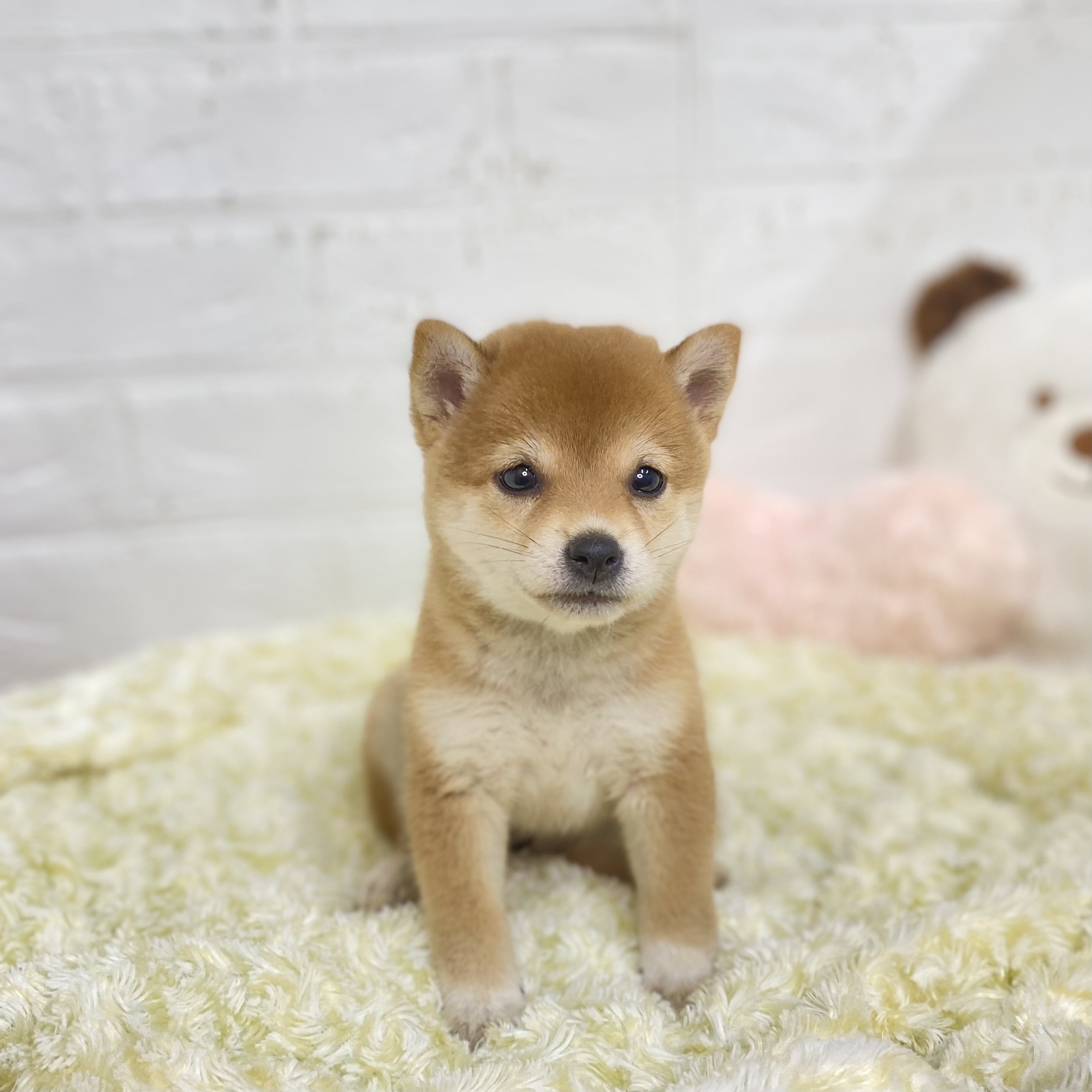 長野県の豆柴 (犬の家＆猫の里長野店/2025年8月5日生まれ/女の子/赤)の子犬の4枚目の画像