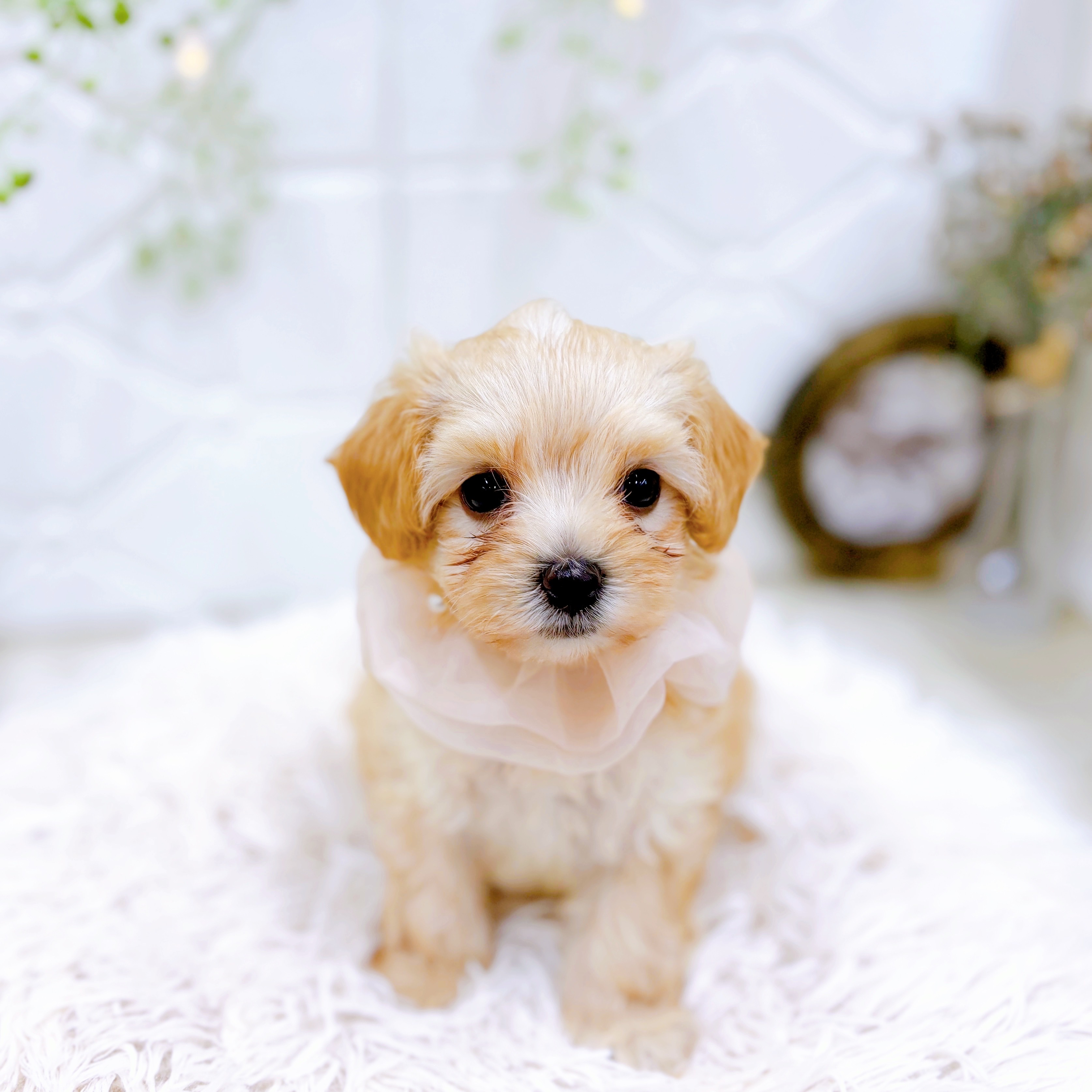 福井県のマルプー(マルチーズ×プードル) (犬の家＆猫の里アミーゴ福井店/2025年8月3日生まれ/女の子/アプリコット)の子犬の4枚目の画像