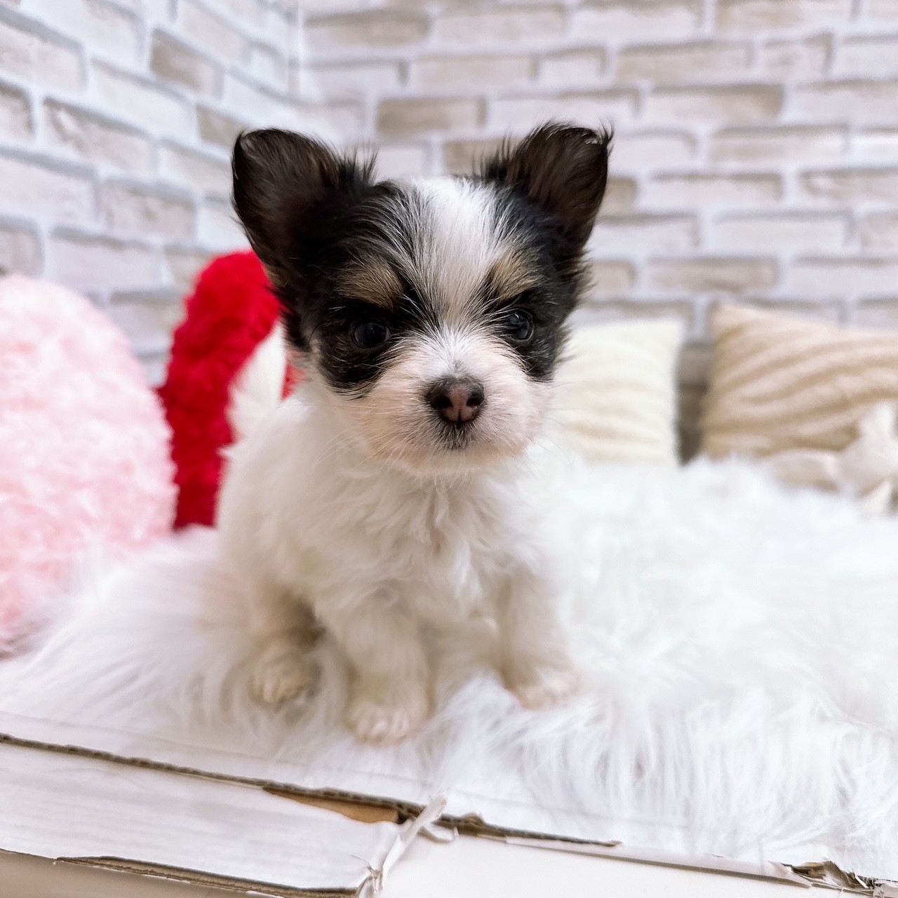 神奈川県のハーフ犬・ミックス犬 (犬の家＆猫の里モザイクモール港北店/2025年8月3日生まれ/女の子/トライカラー)の子犬の4枚目の画像